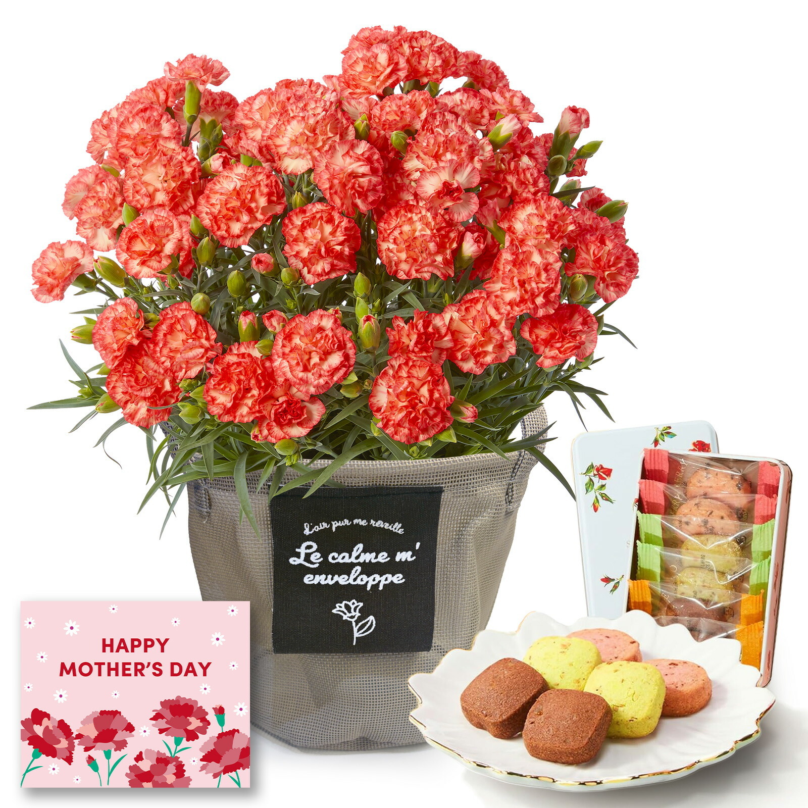 鉢植え カーネーション オレンジ(テキーラ) と 銀座千疋屋クッキー のセット【母の日カード付き】