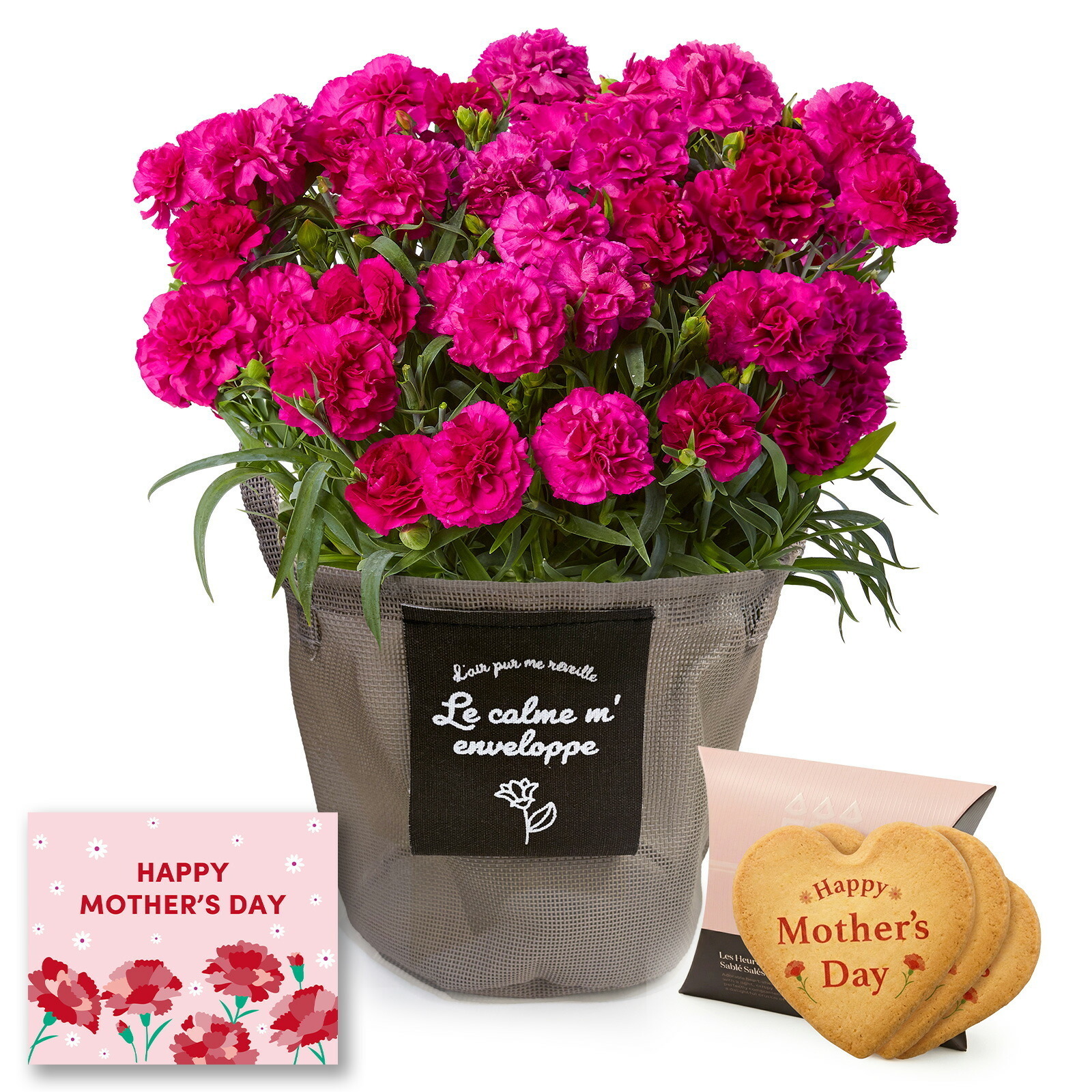 鉢植え カーネーション 紫色(ムジカ) と アンリ・シャルパンティエ しあわせサブレ のセット【母の日カード付き】
