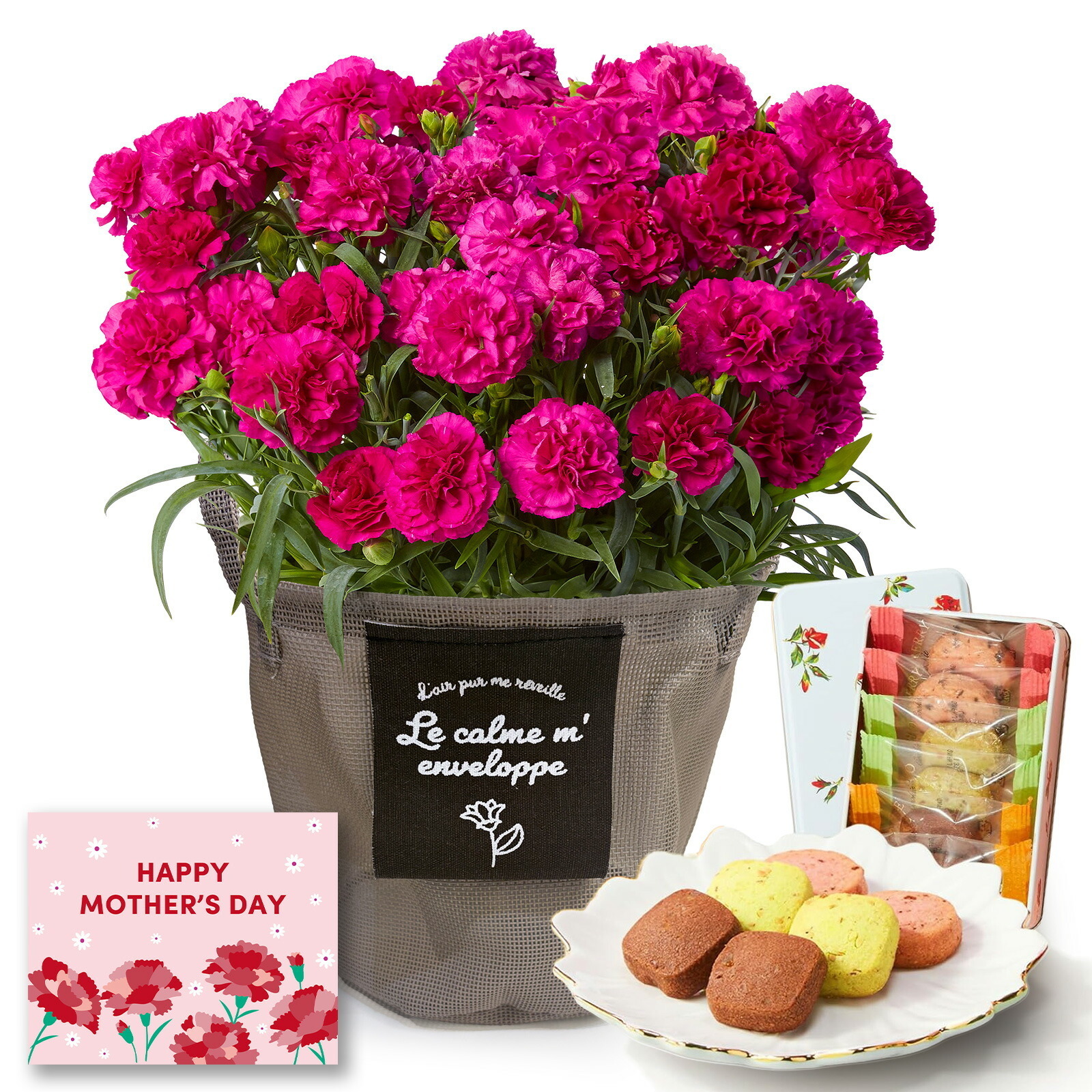 鉢植え カーネーション 紫色(ムジカ) と 銀座千疋屋クッキー のセット【母の日カード付き】