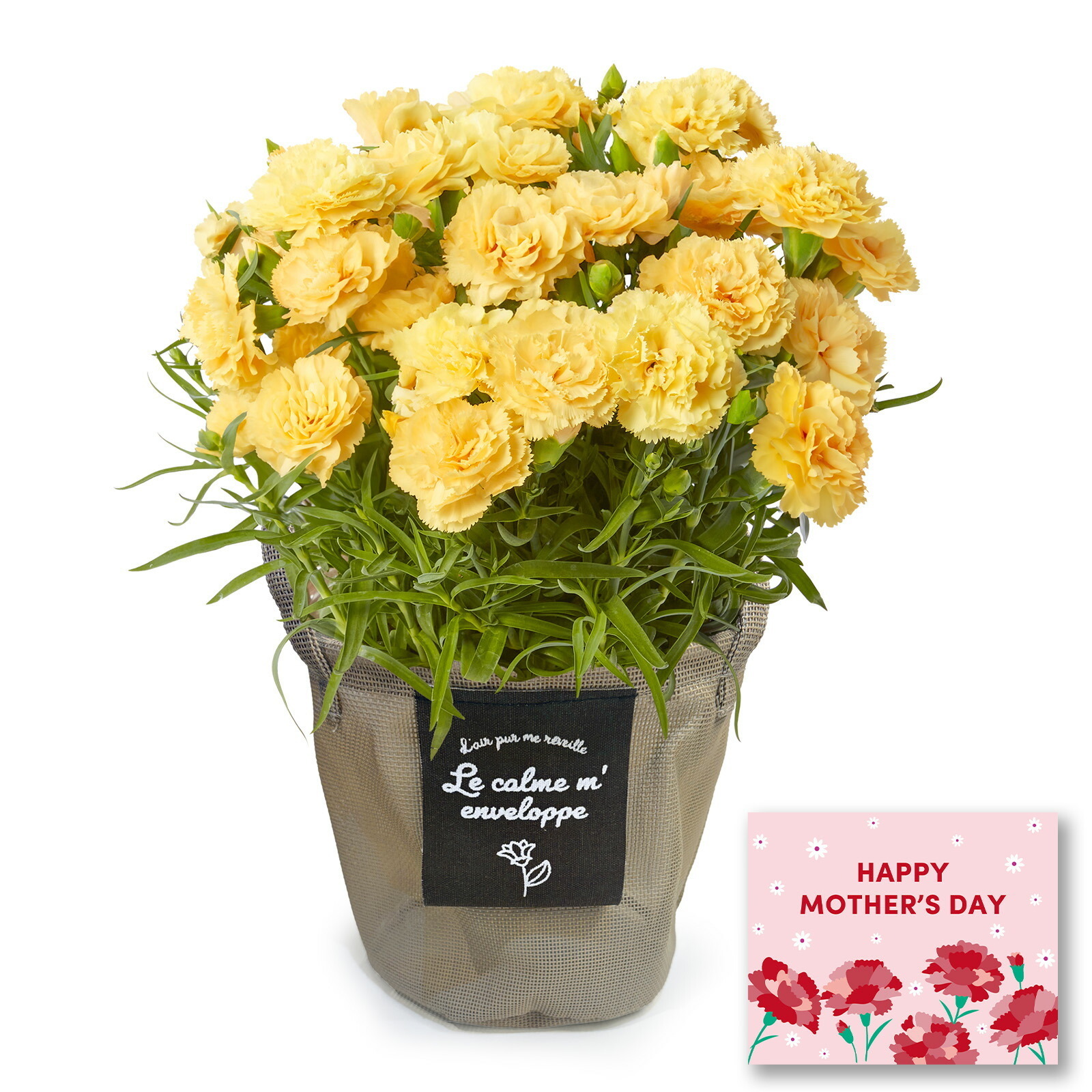 鉢植え カーネーション 黄色(ハニームーン)【母の日カード付き】