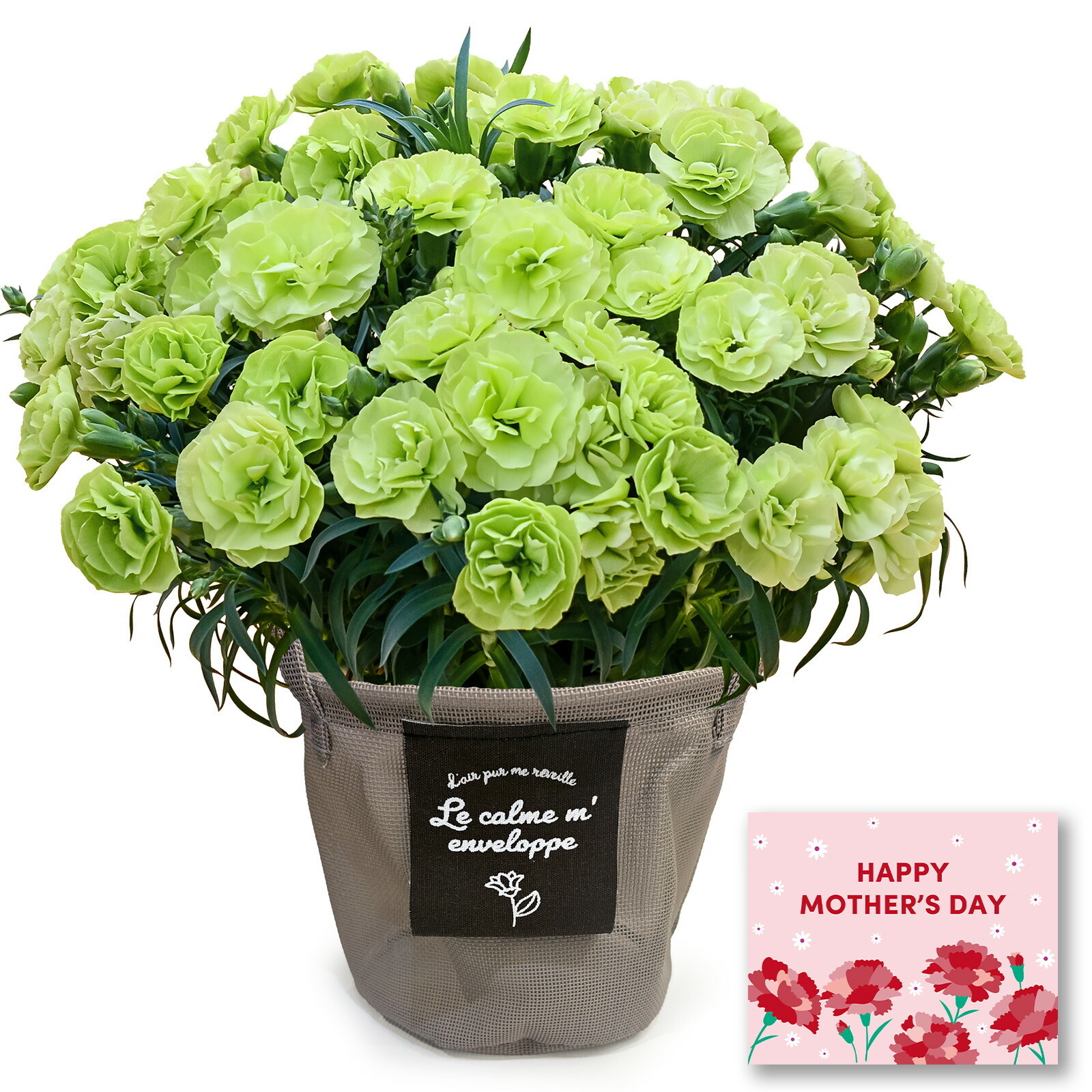 鉢植え カーネーション 緑色(スフェン) 【母の日カード付き】