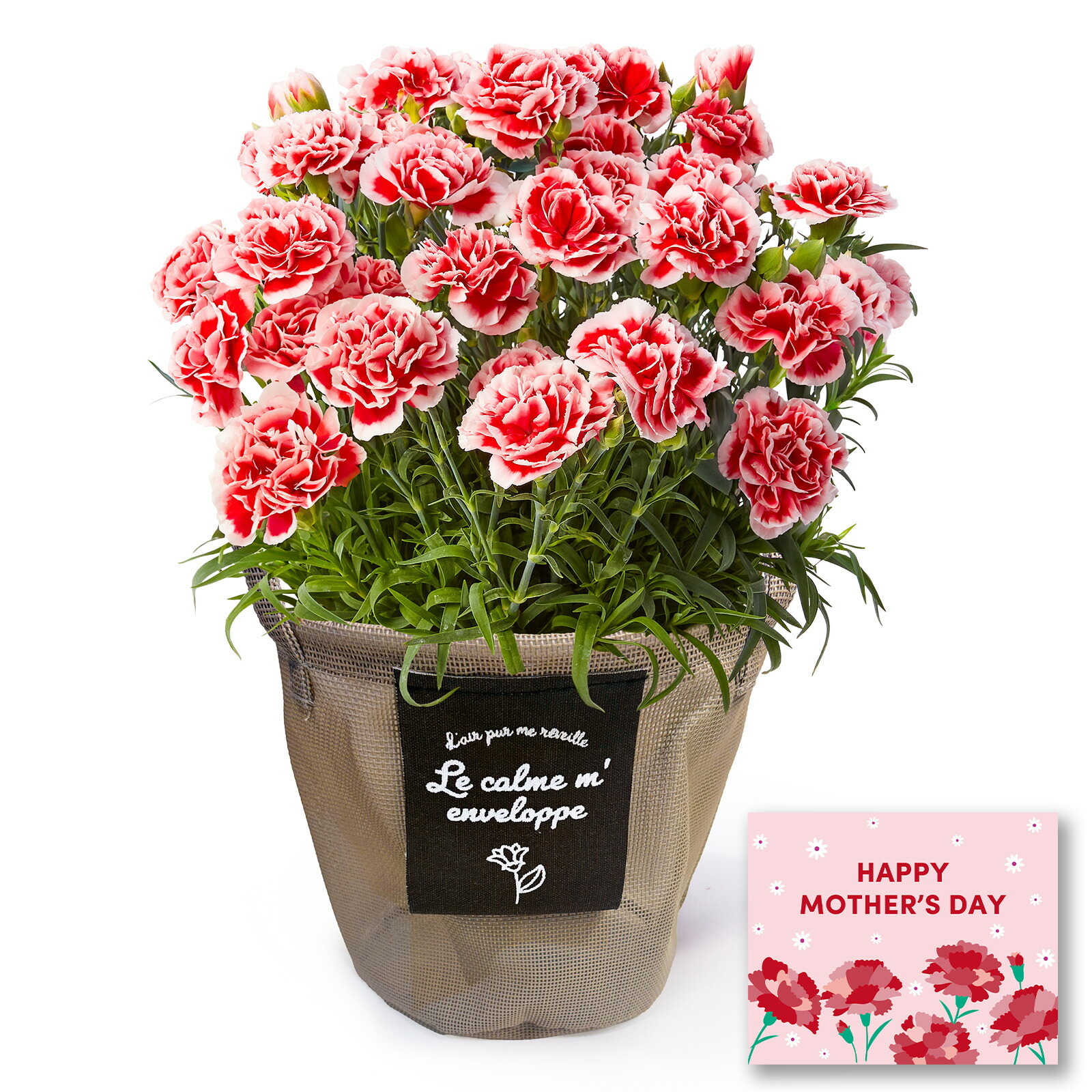鉢植え カーネーション いちごホイップ 【母の日カード付き】