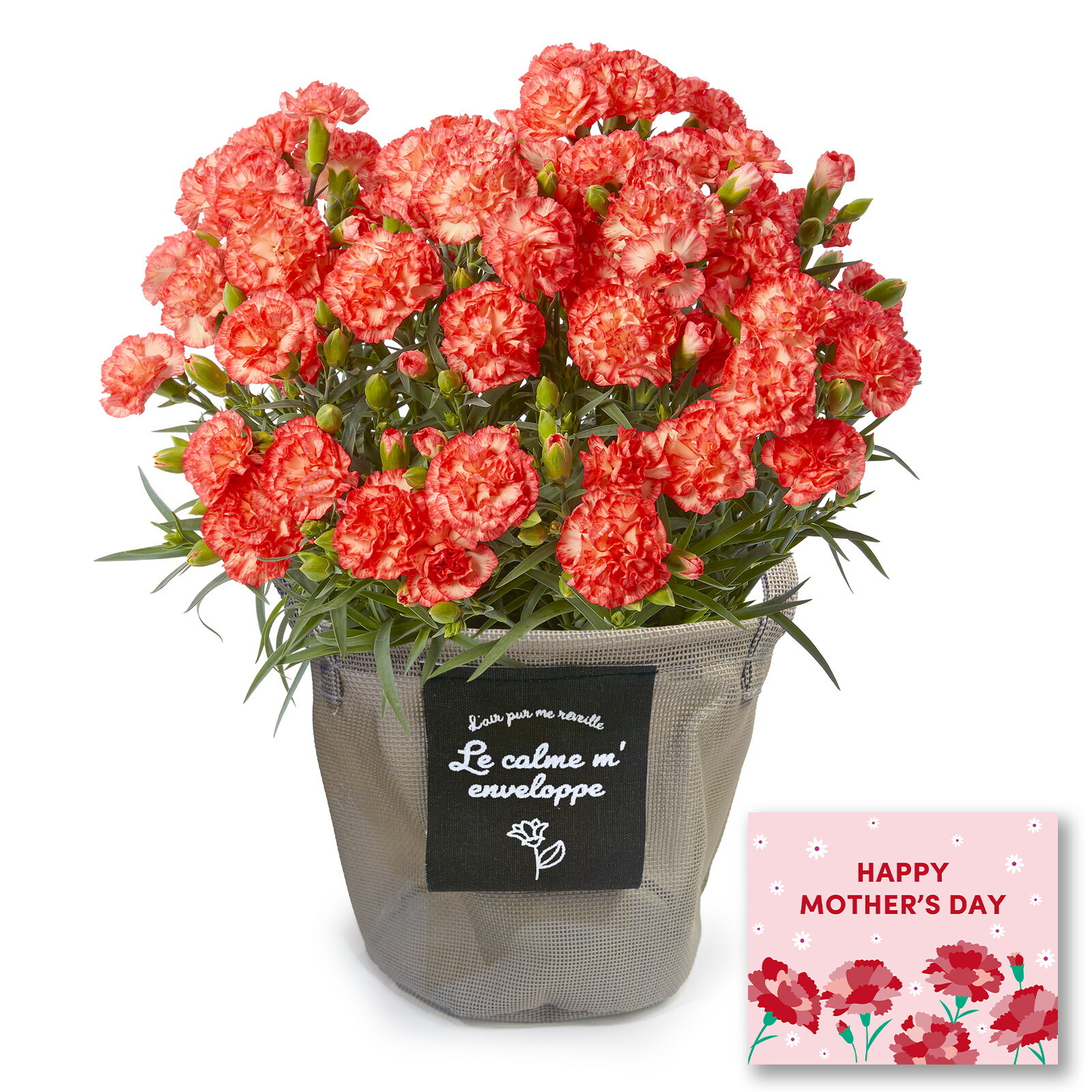 鉢植え カーネーション オレンジ(テキーラ)【母の日カード付き】