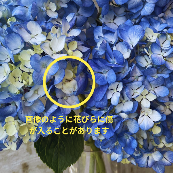初夏を彩る 紫陽花ブーケ