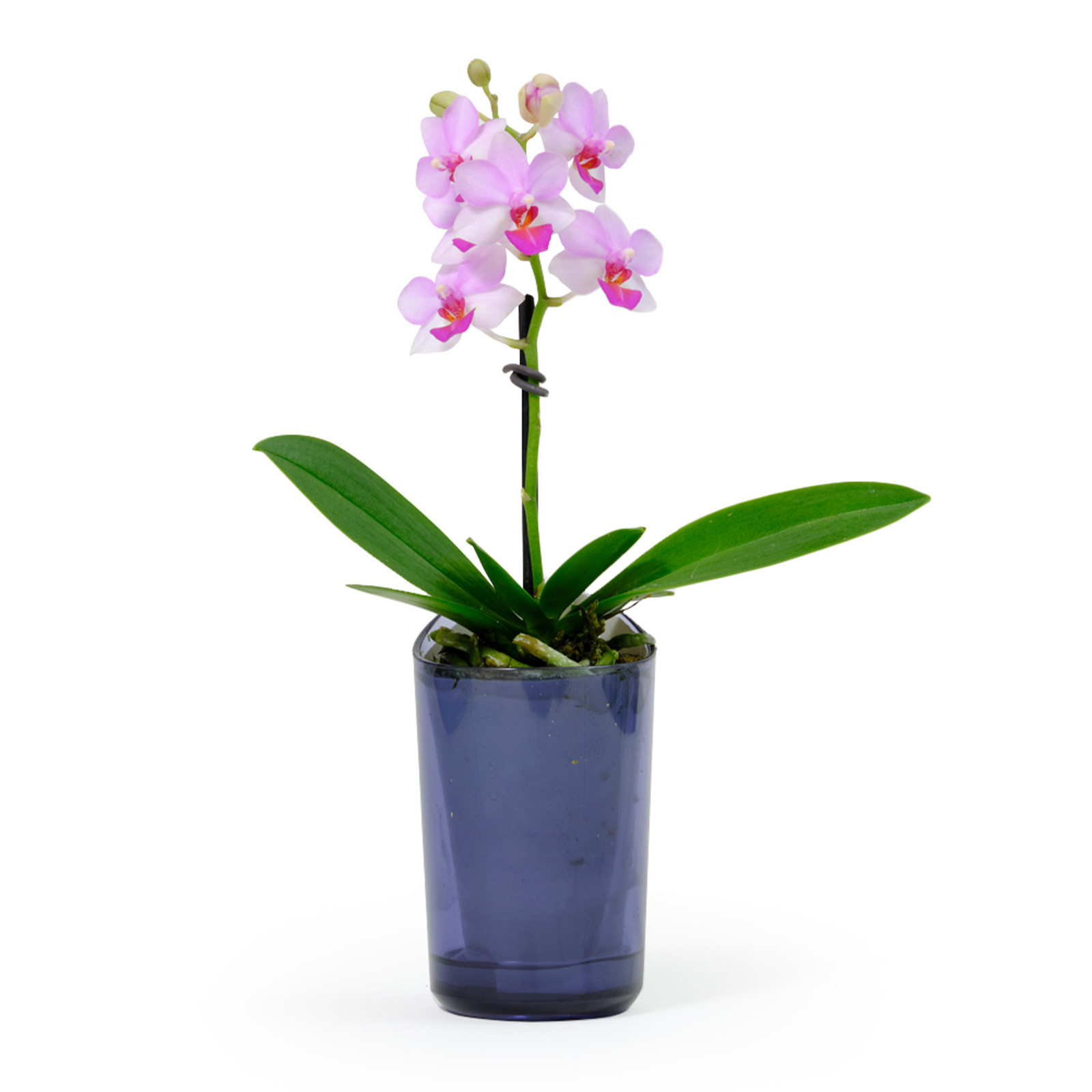 胡蝶蘭鉢 ライトピンク Sサイズ 【5/7~5/10お届け】