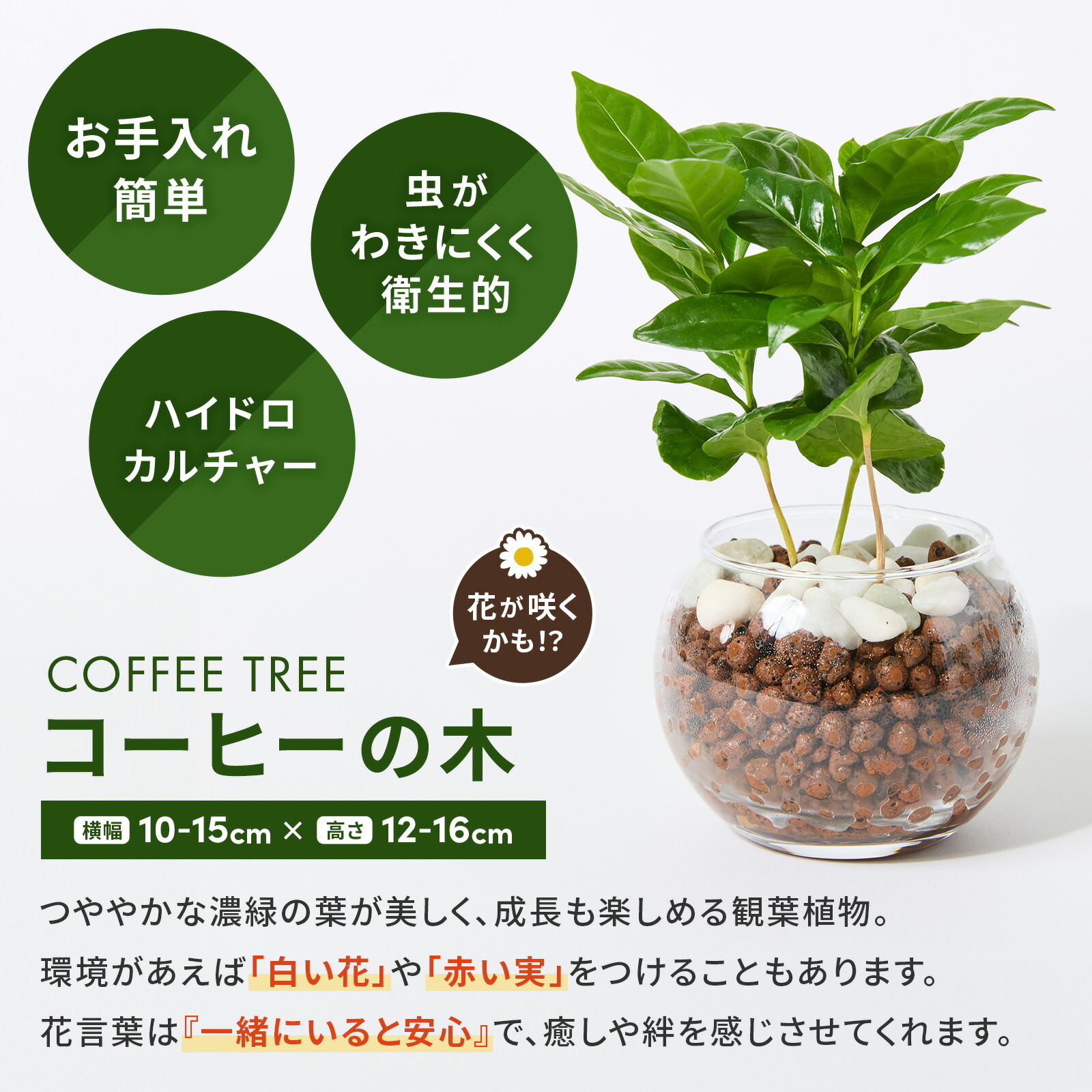 ハイドロカルチャー コーヒーの木 3号 観葉植物 | 観葉植物のギフト