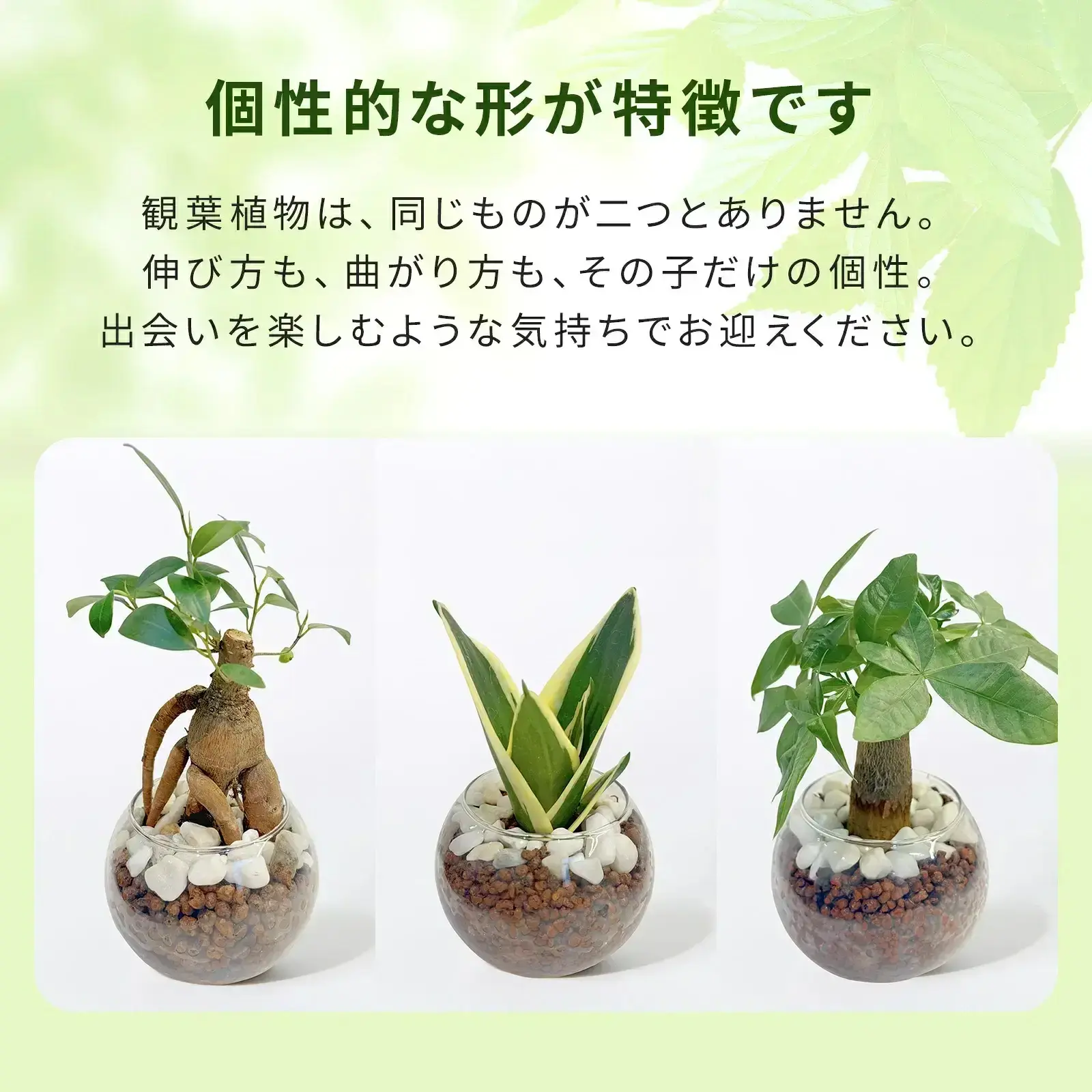 ハイドロカルチャー コーヒーの木 3号 観葉植物 | 観葉植物のギフト