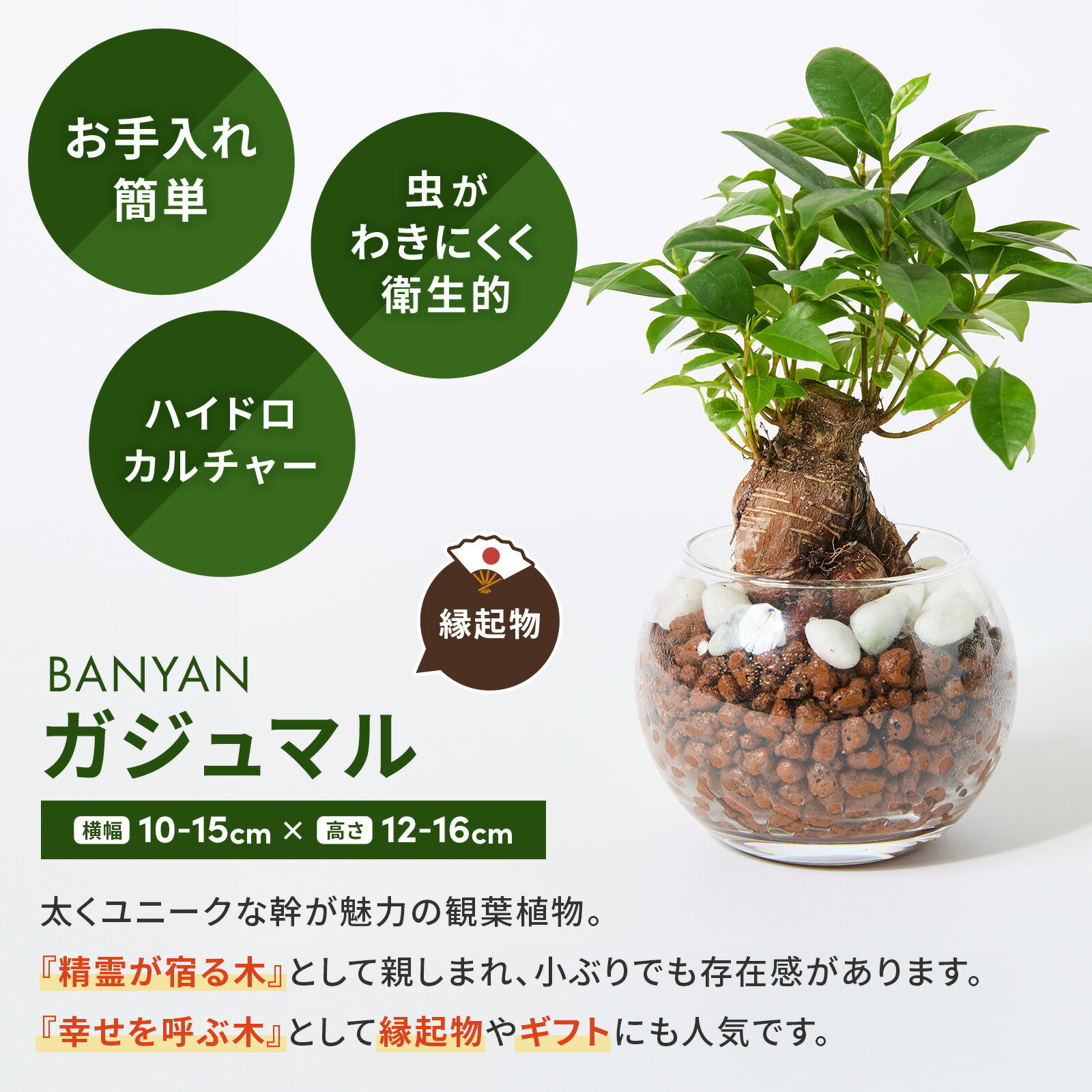 ハイドロカルチャー ガジュマル 3号 観葉植物 | 観葉植物のギフト通販