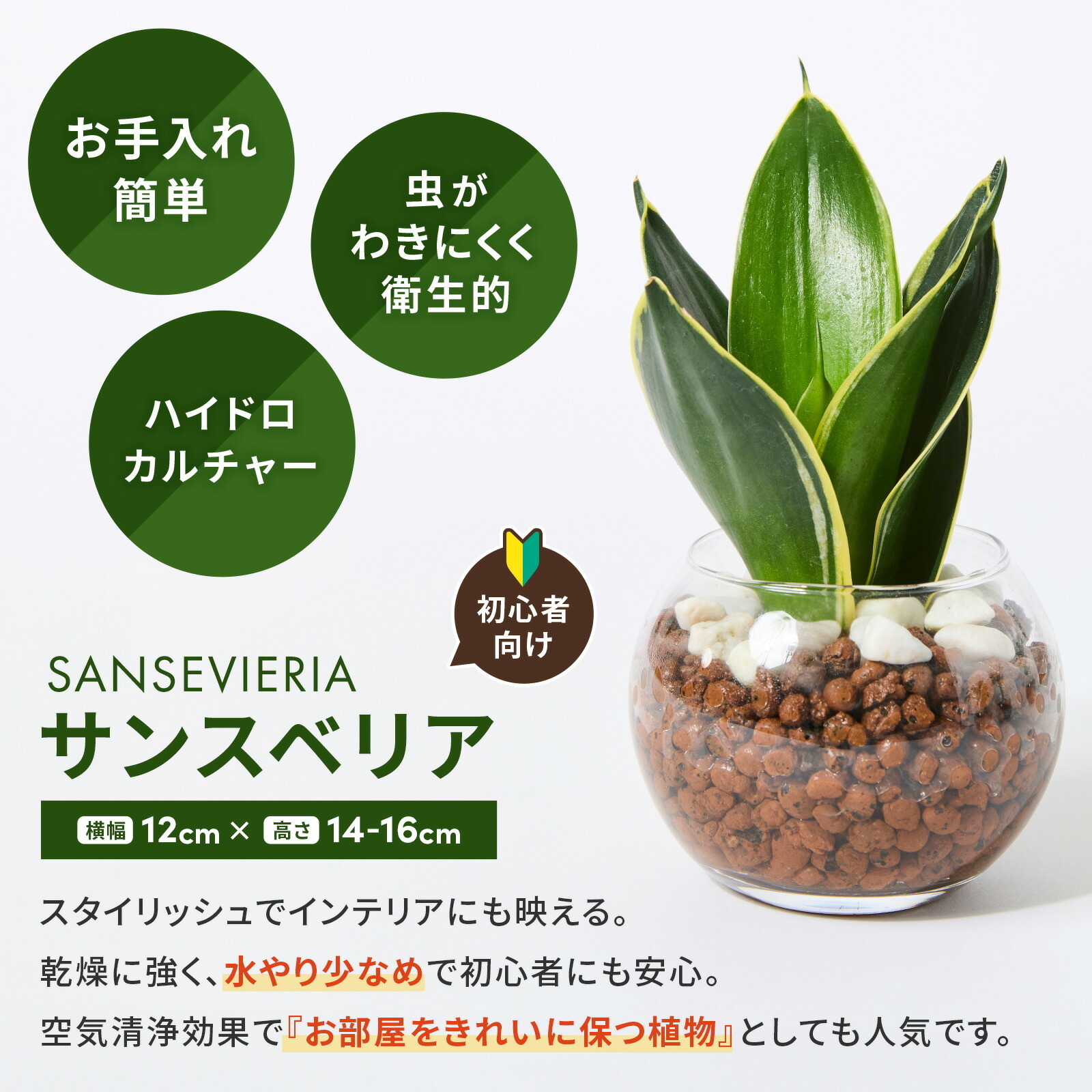 ハイドロカルチャー サンスベリア 3号 観葉植物 | 観葉植物のギフト