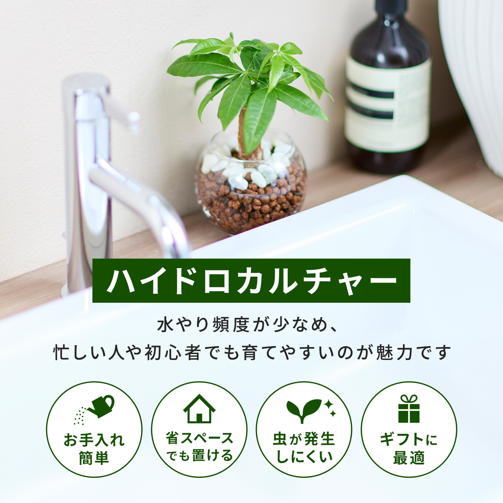 サンスベリア ３号 ハイドロカルチャー 観葉植物