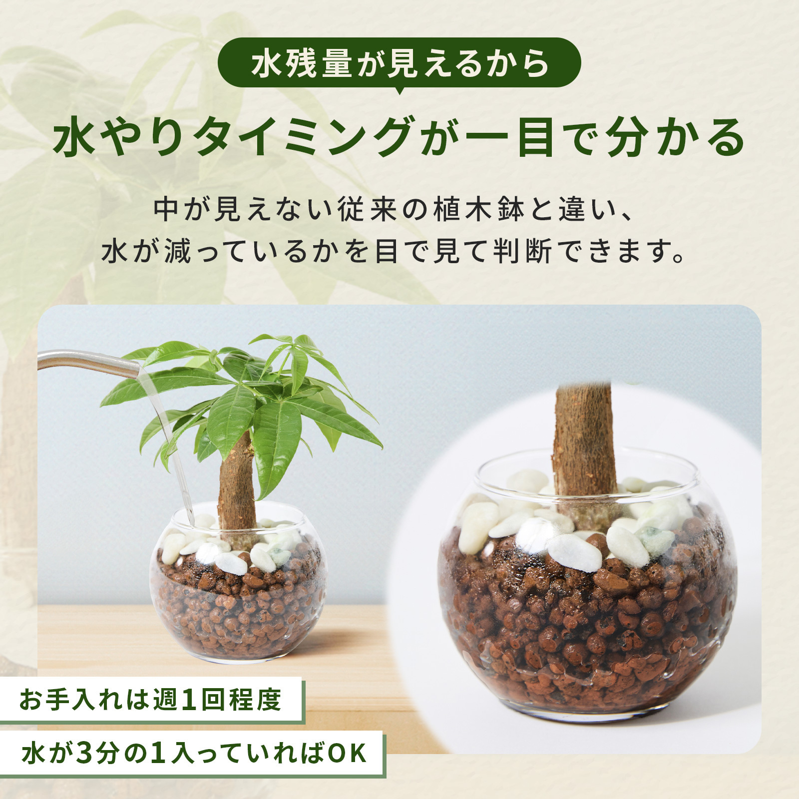 テーブルヤシ ３号 ハイドロカルチャー 観葉植物