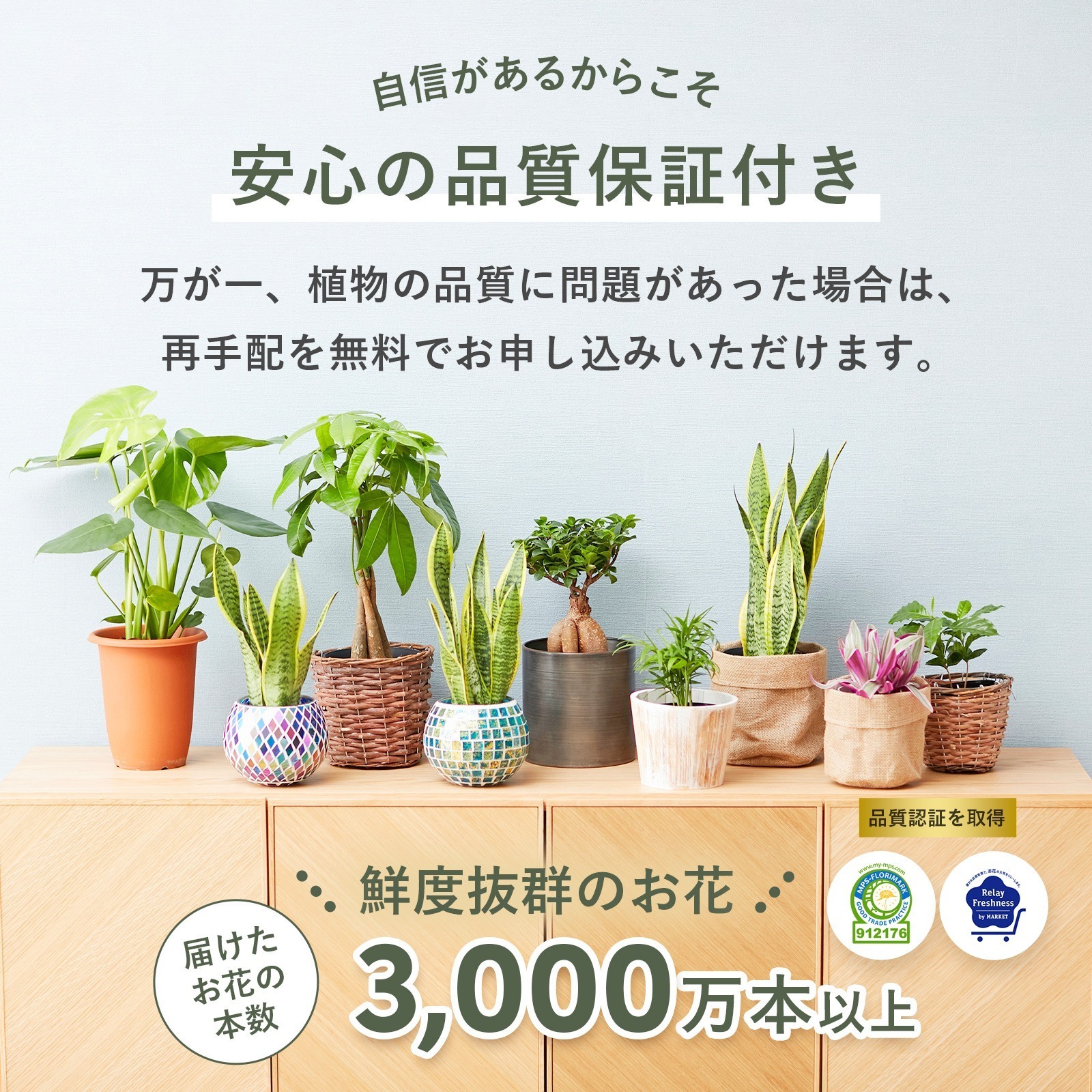 カポック ３号 ハイドロカルチャー 観葉植物