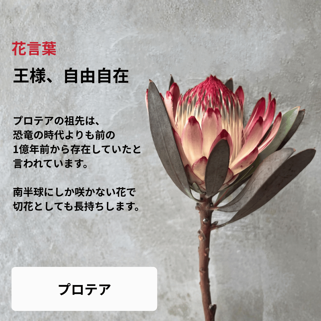 【南半球原産】ネイティブフラワーブーケ（Mサイズ）