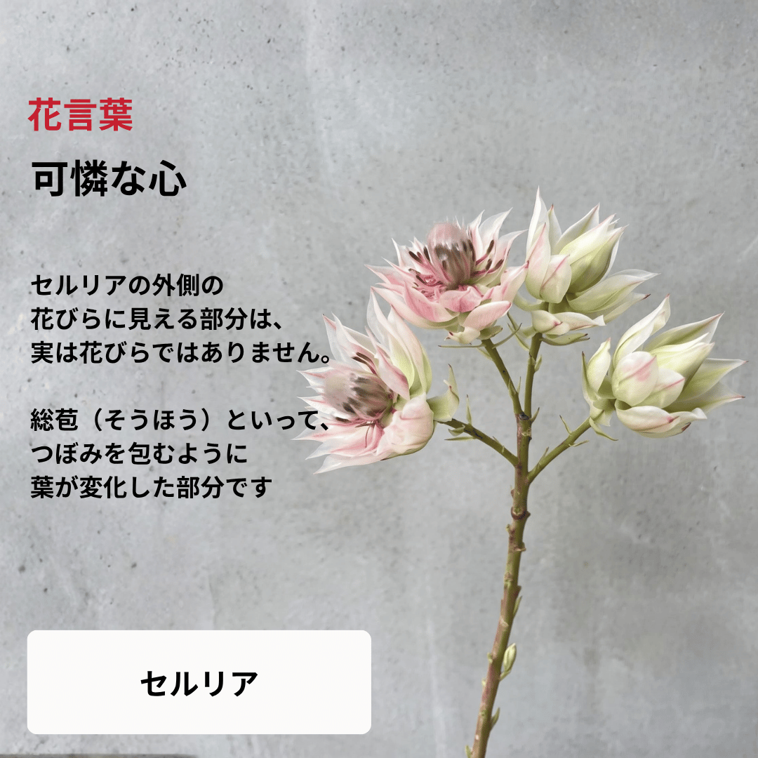 【南半球原産】ネイティブフラワーブーケ（Sサイズ）