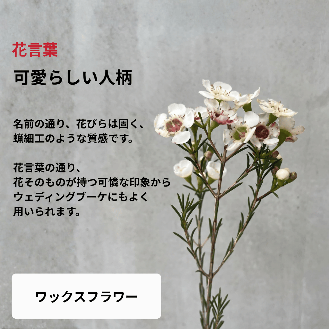 【南半球原産】ネイティブフラワーブーケ（Sサイズ）