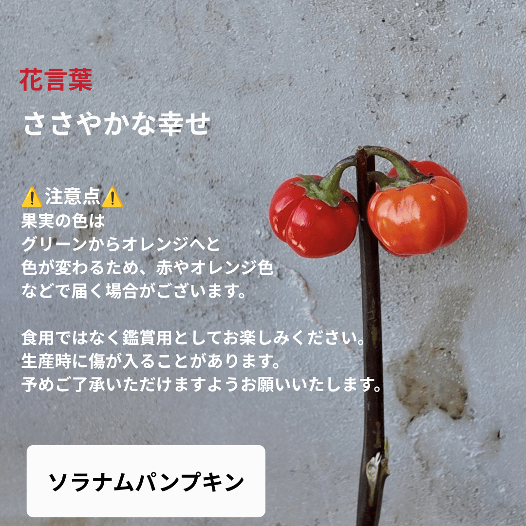 【10月限定】ハロウィンアレンジメント