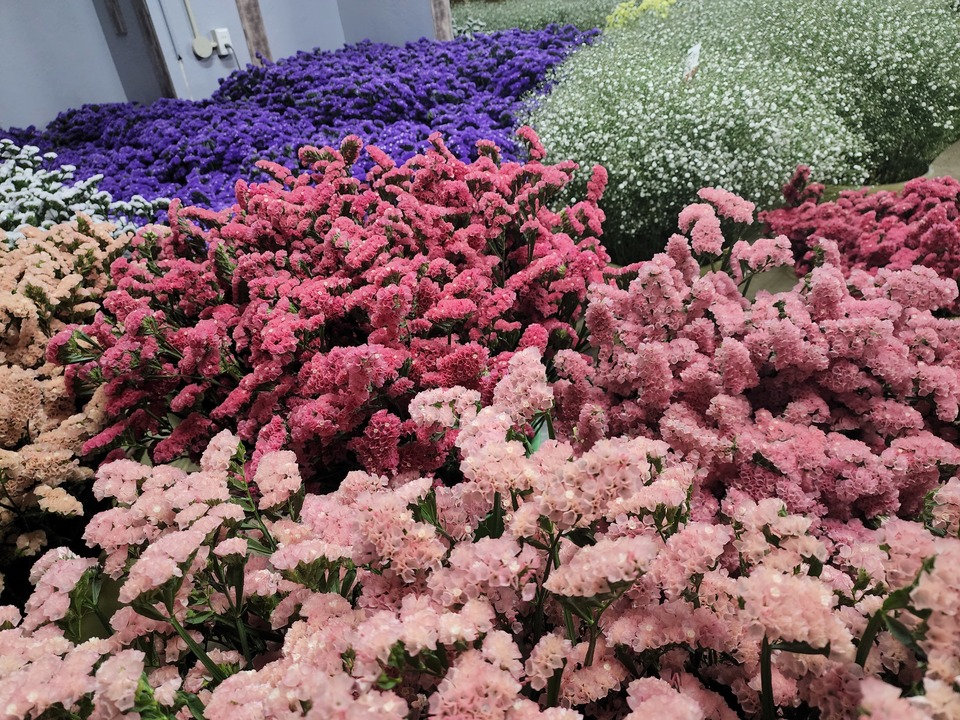 花職人Ikeda