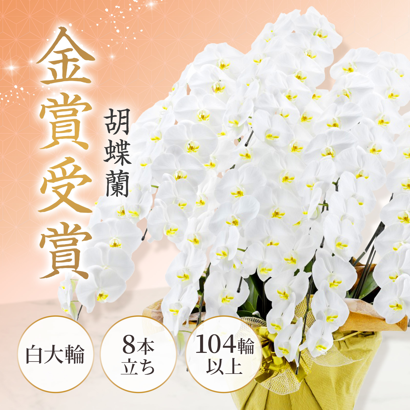 胡蝶蘭(白) 8本立ち104輪以上(レースピンク)