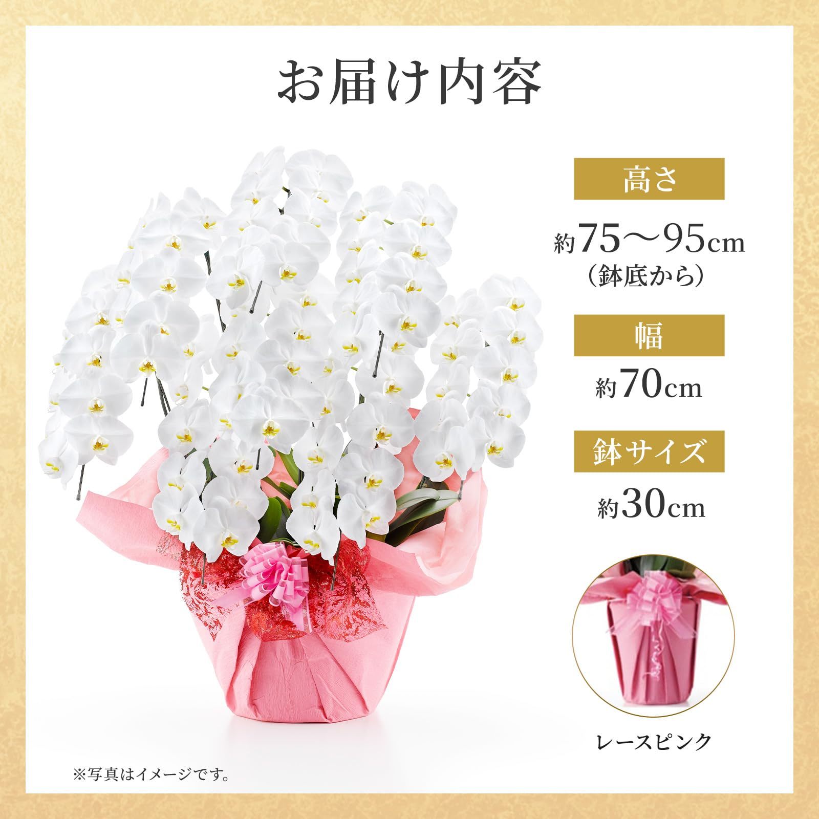 胡蝶蘭(白) 8本立ち104輪以上(レースピンク)