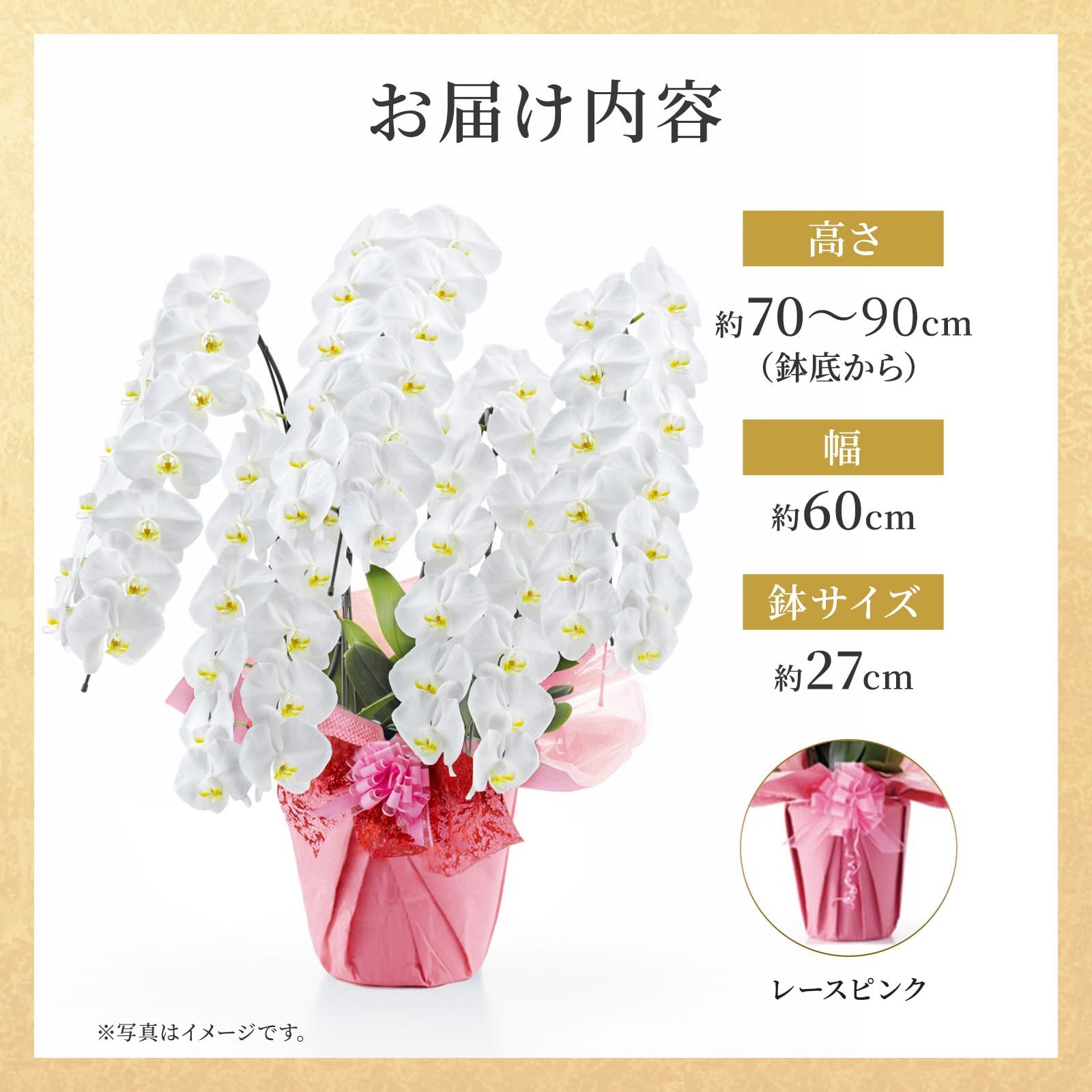胡蝶蘭(白) 5本立ち 70輪以上(レースピンク) | お花のギフト通販