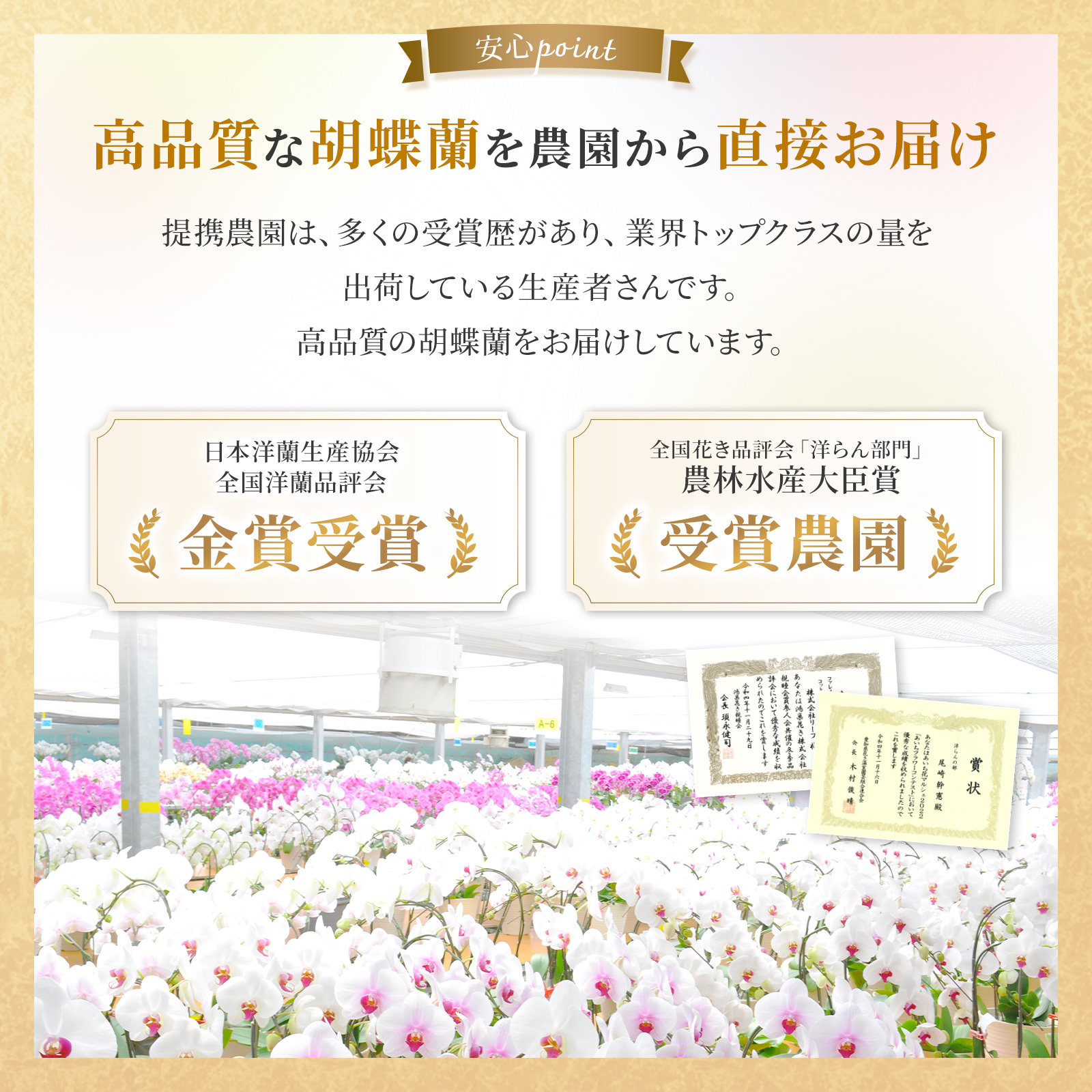 胡蝶蘭(白) 5本立ち 70輪以上(レースピンク)