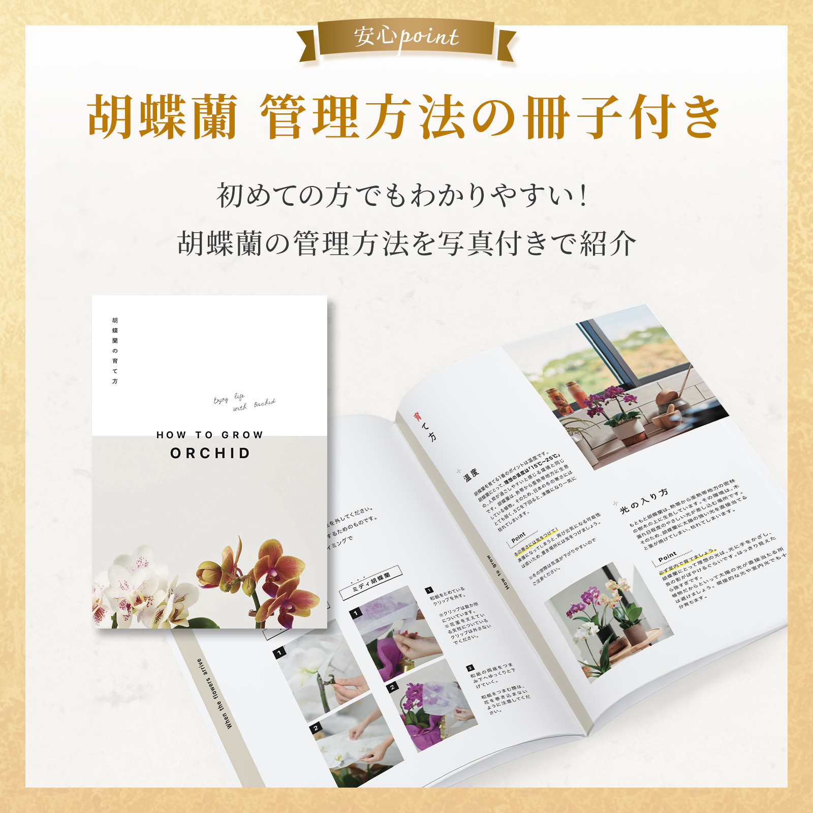 胡蝶蘭(白) 5本立ち 70輪以上(レースピンク)
