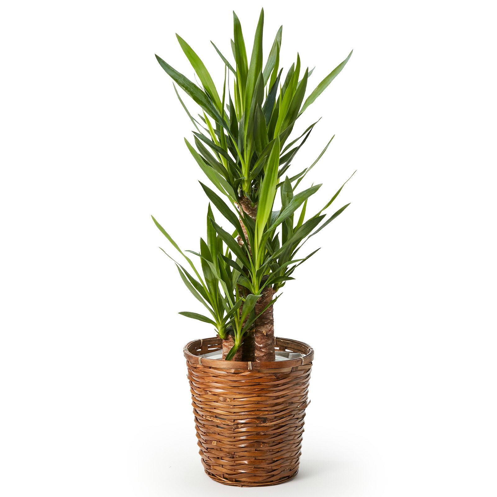 ユッカ 7号 カゴ | 観葉植物のギフト通販 ブルーミーストア
