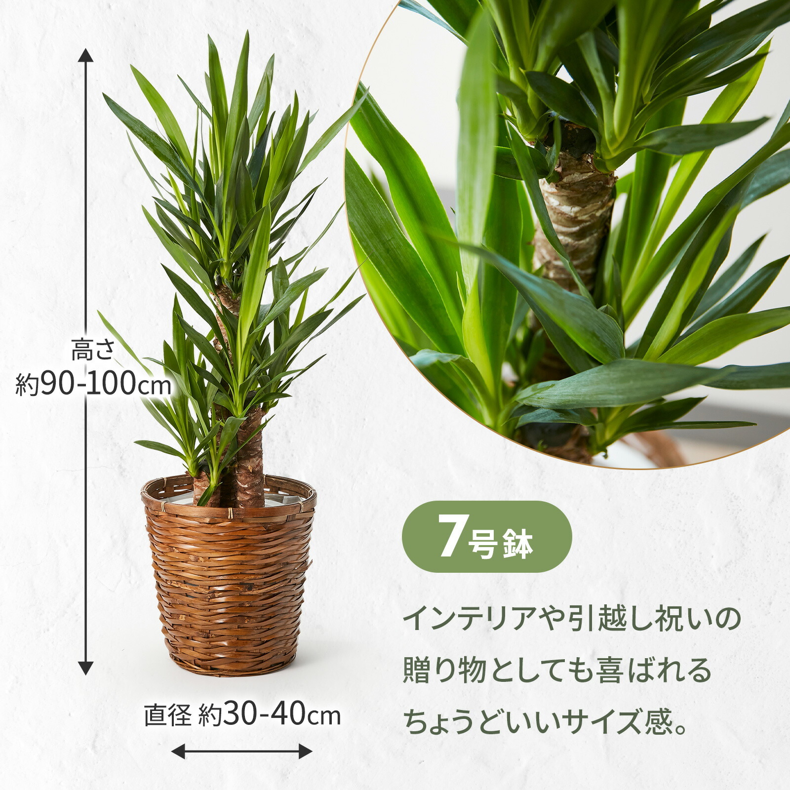 ユッカ 7号 カゴ