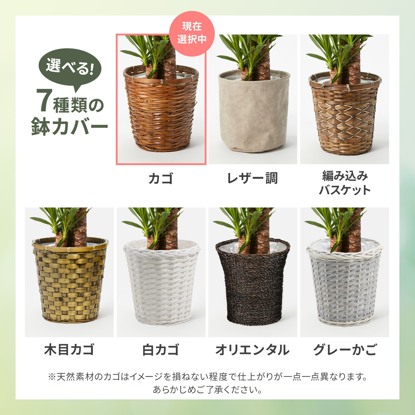 ユッカ 7号 カゴ | 観葉植物のギフト通販 ブルーミーストア