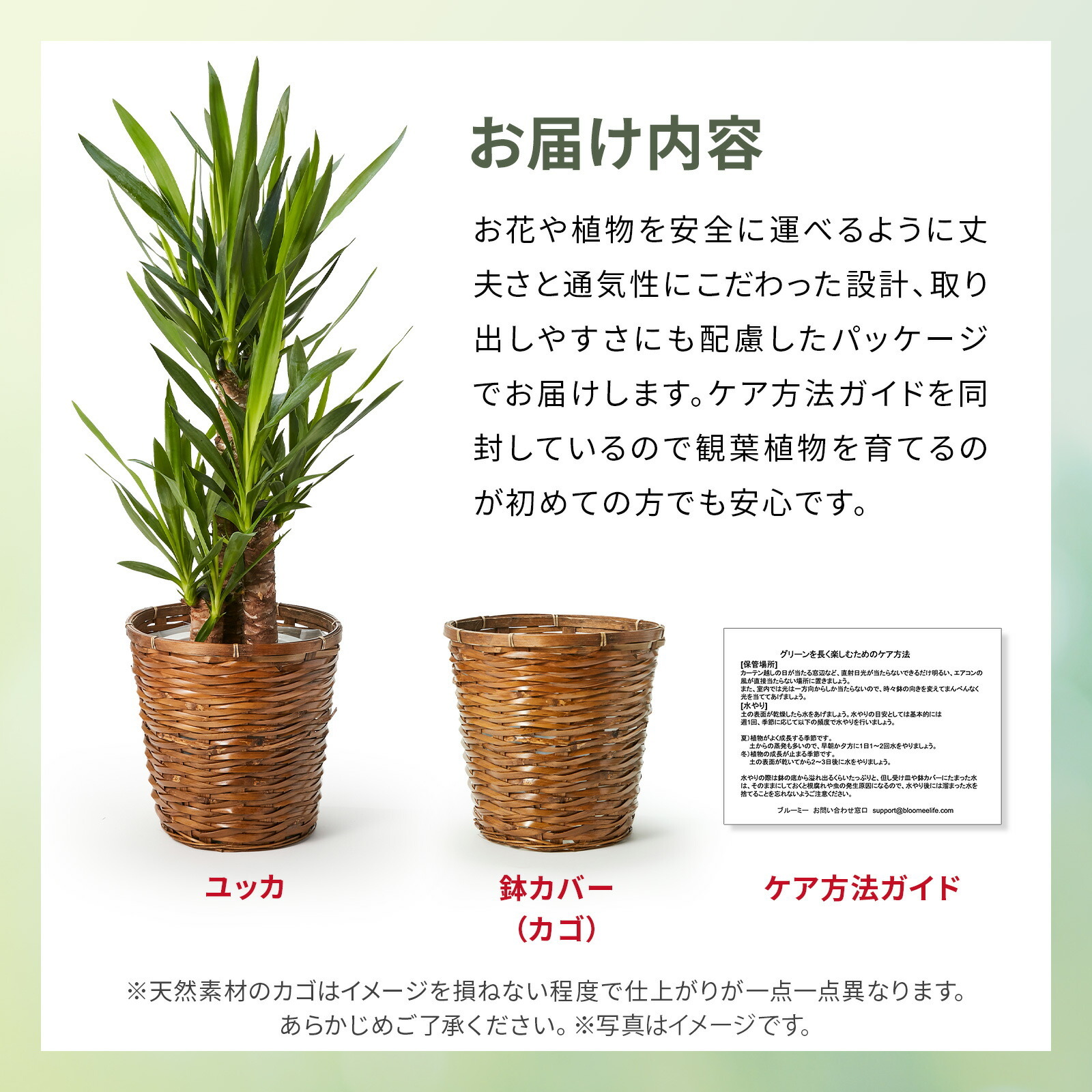 ユッカ 7号 カゴ | 観葉植物のギフト通販 ブルーミーストア