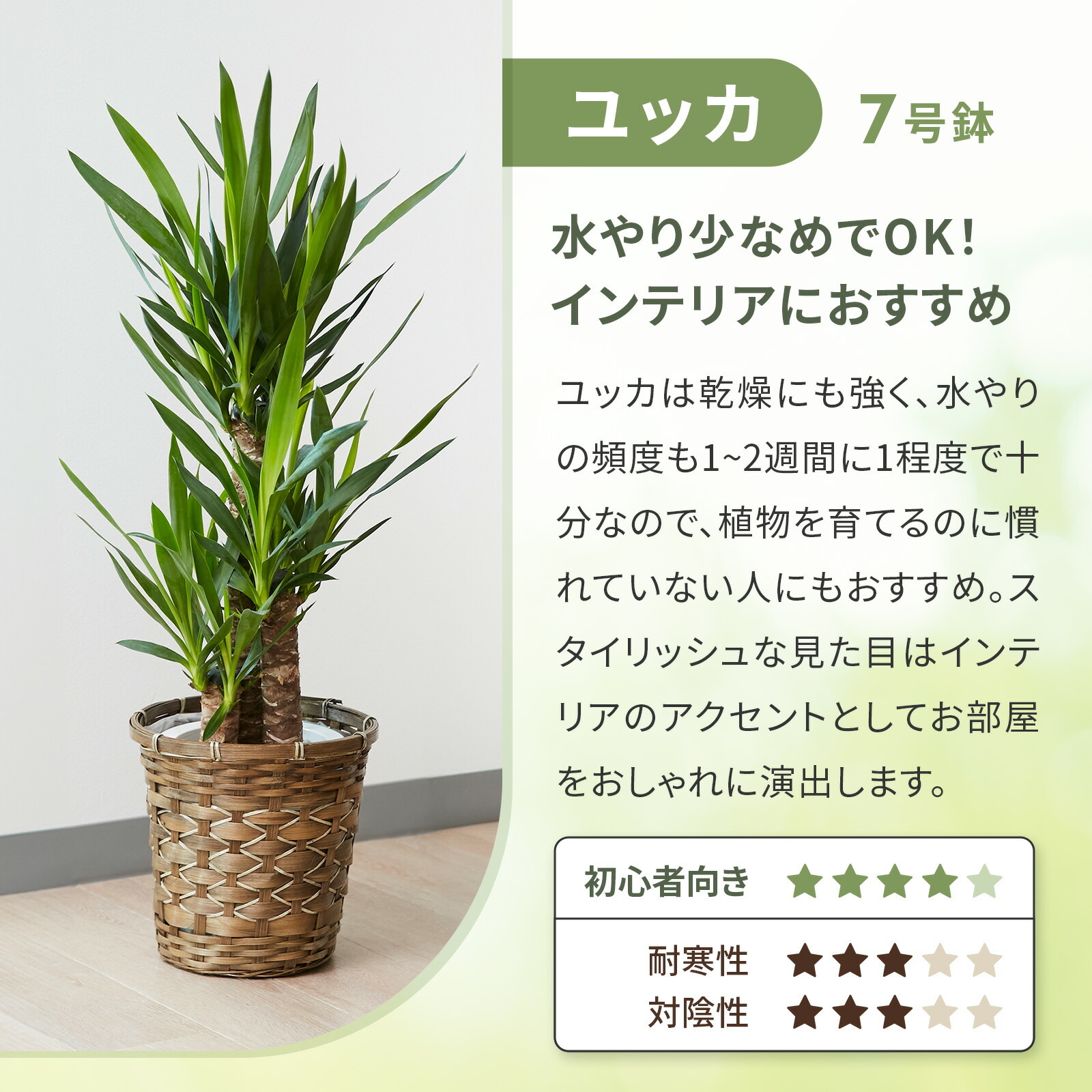 ユッカ 7号 編み込みバスケット