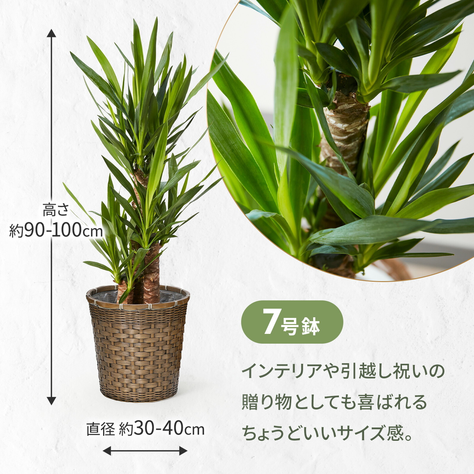 ユッカ 7号 編み込みバスケット