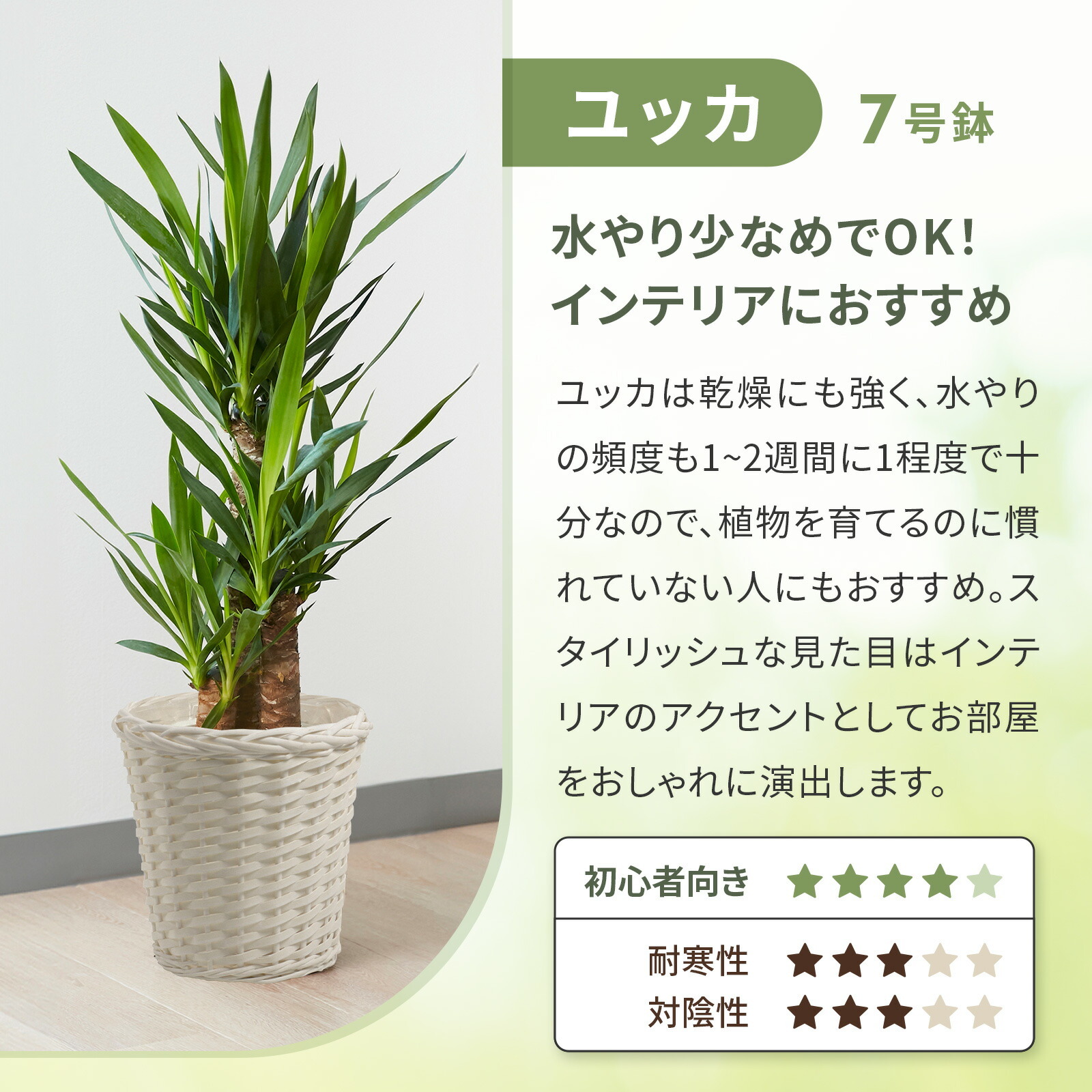 ユッカ 7号 白カゴ