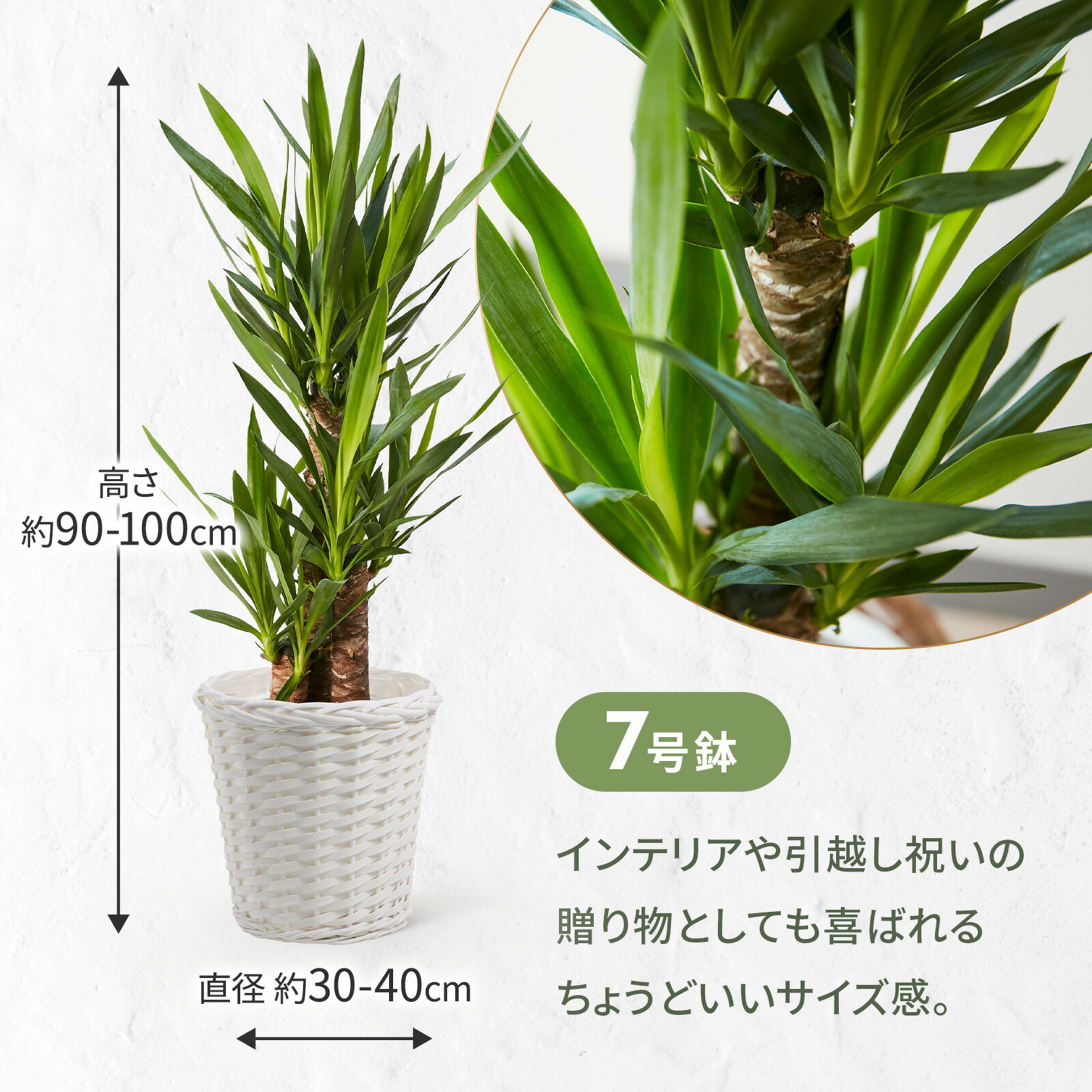 ユッカ 7号 白カゴ | 観葉植物のギフト通販 ブルーミーストア