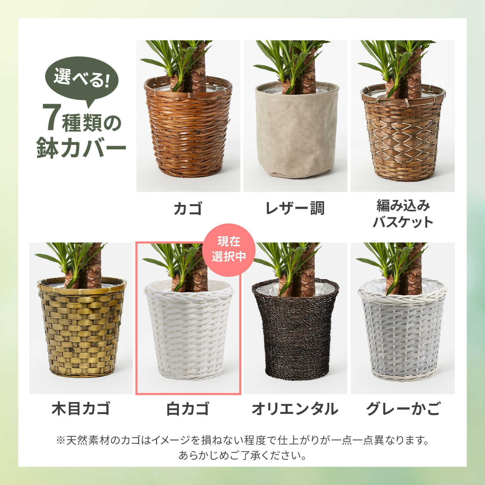 ユッカ 7号 白カゴ