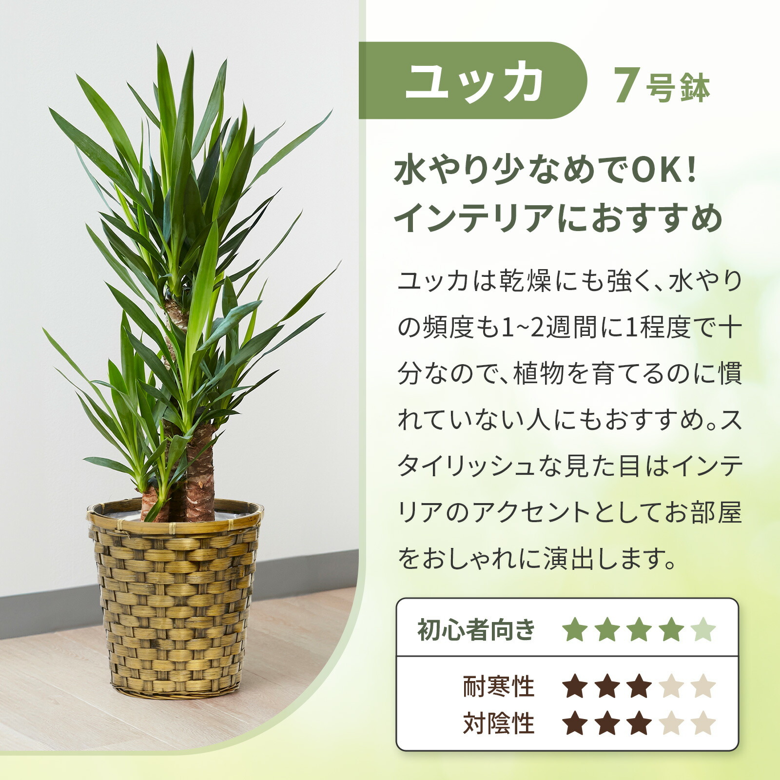 ユッカ 7号 木目カゴ
