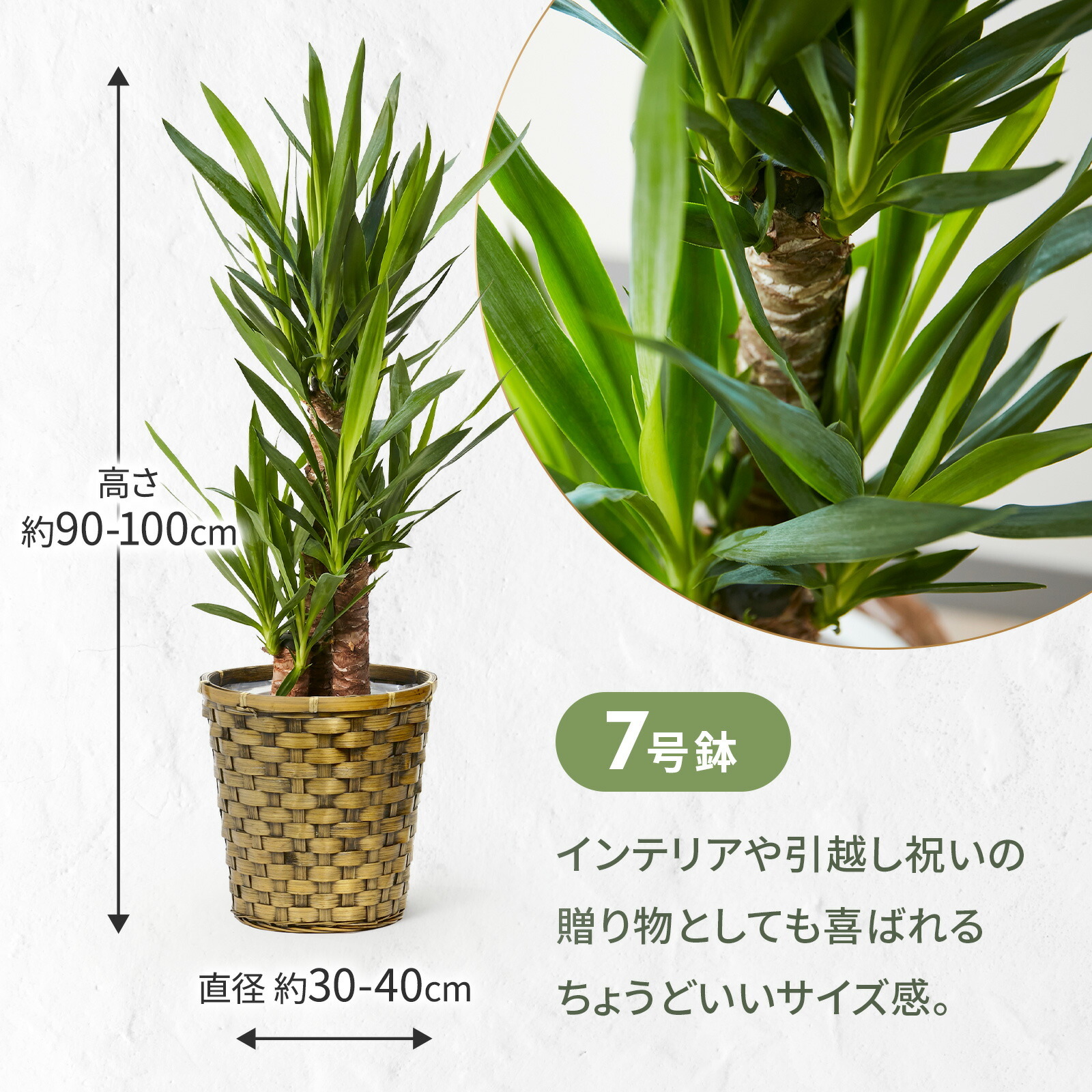 ユッカ 7号 木目カゴ