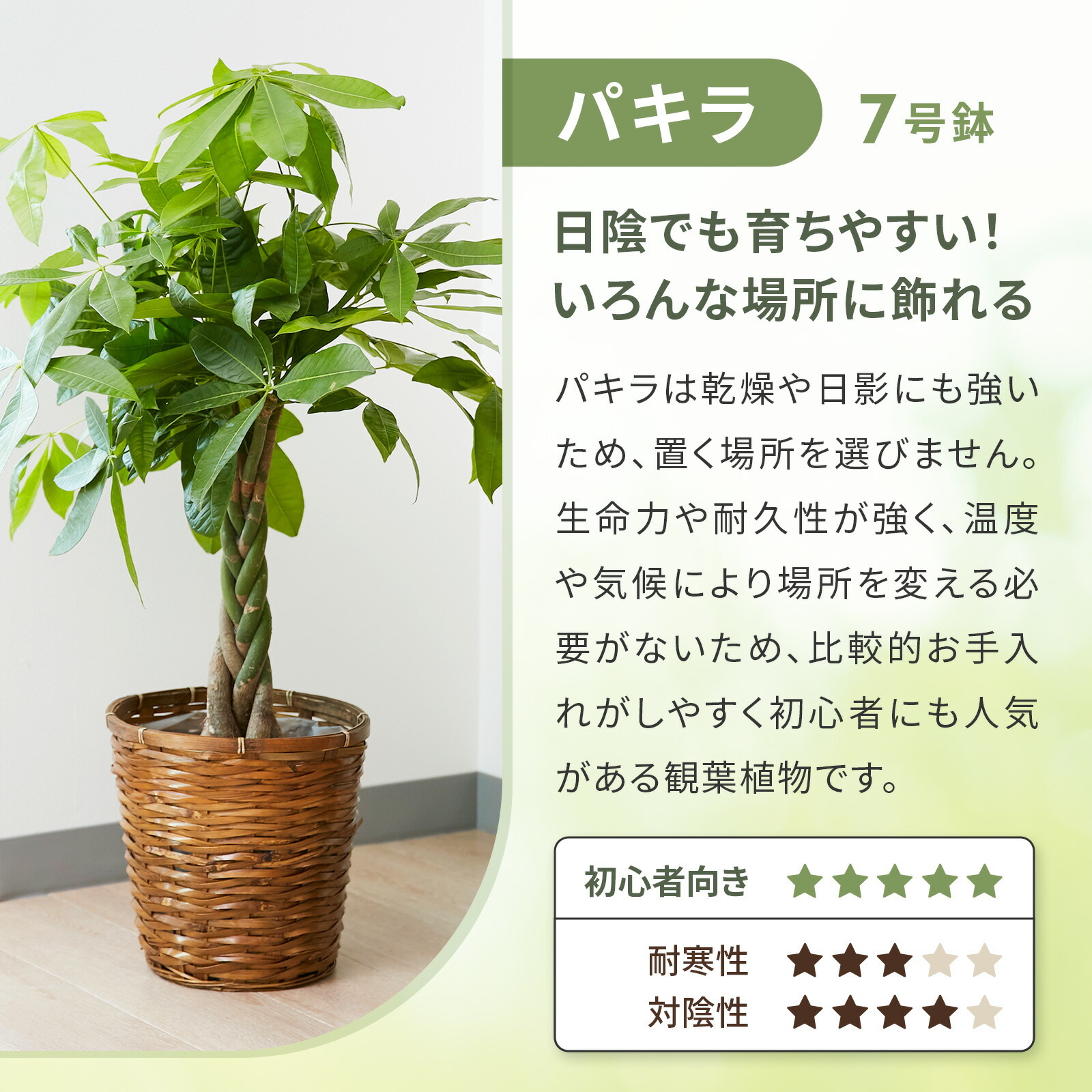 k*o様 パキラ　斑入りパキラ　　観葉植物　7号　約115センチ pachira-2150_1.jpg?1754448524