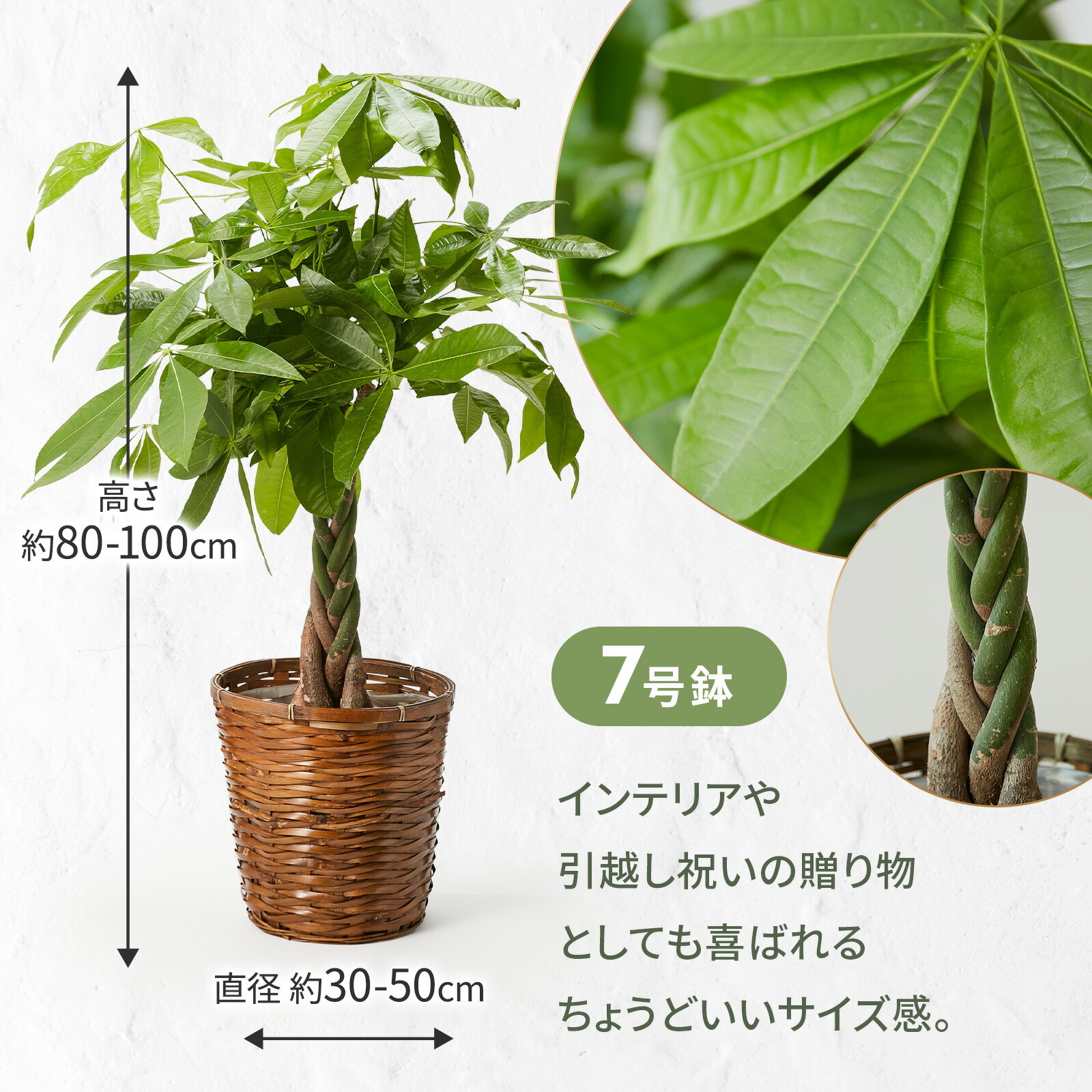 k*o様 パキラ　斑入りパキラ　　観葉植物　7号　約115センチ パキラ 斑入りパキラ 観葉植物 7号 約115センチ k*o様 パキラ 斑入り