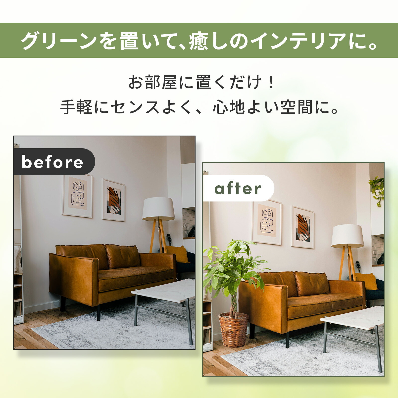 パキラ7号 カゴ