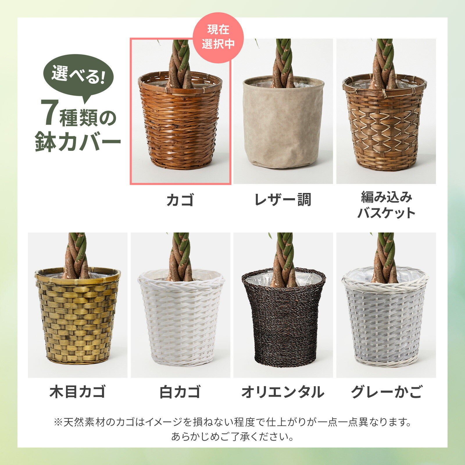 パキラ7号 カゴ