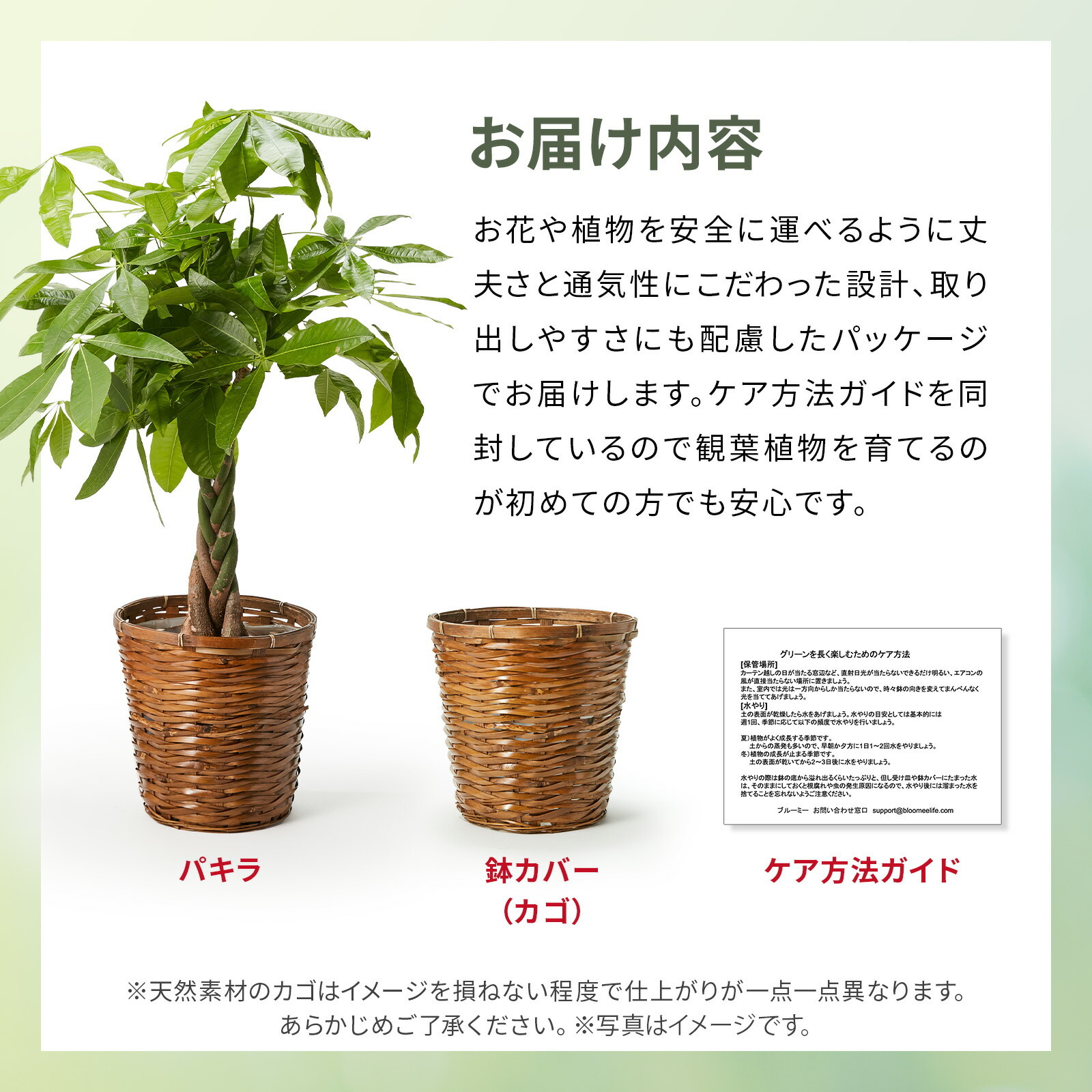パキラ7号 カゴ | 観葉植物のギフト通販 ブルーミーストア