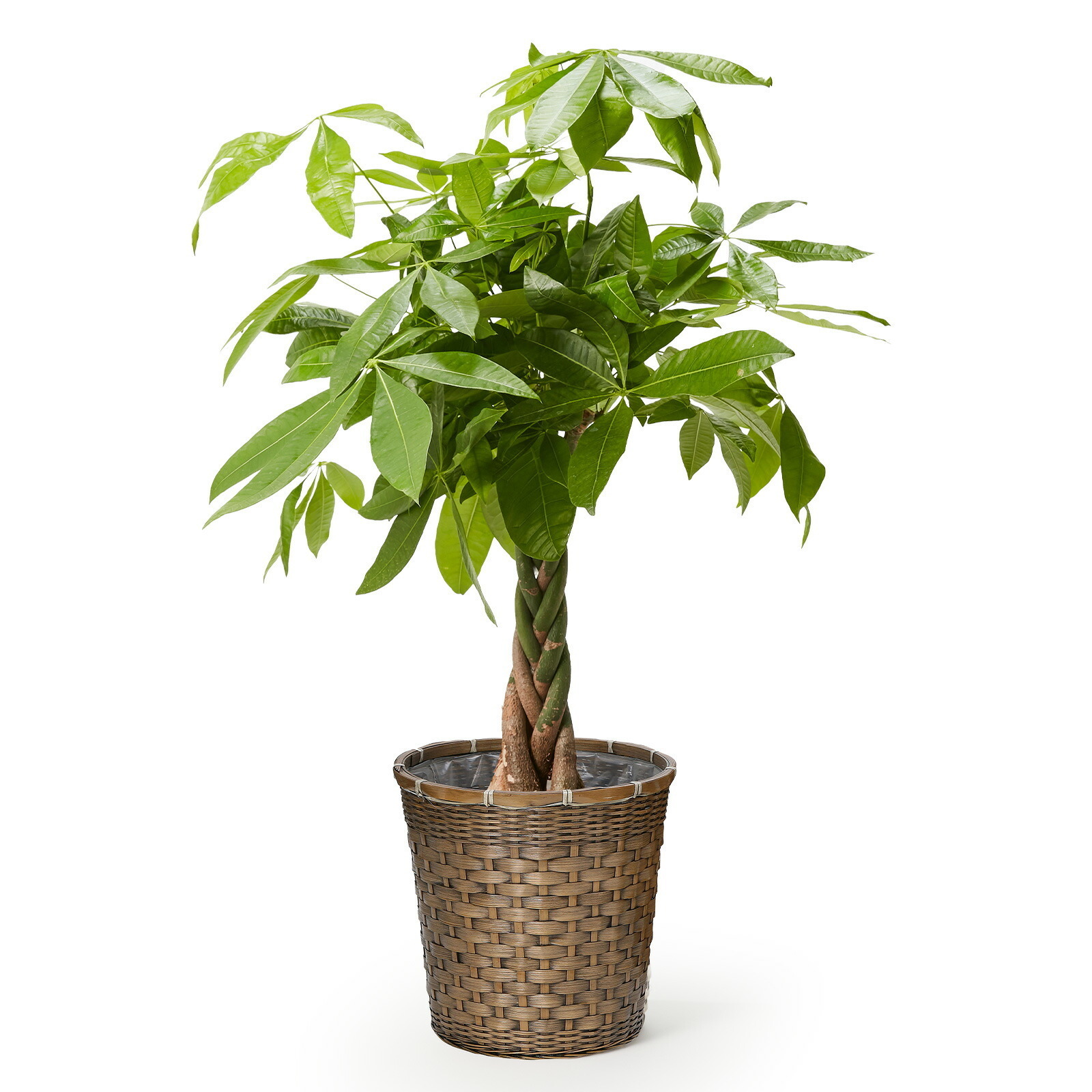 パキラ7号 編み込みバスケット