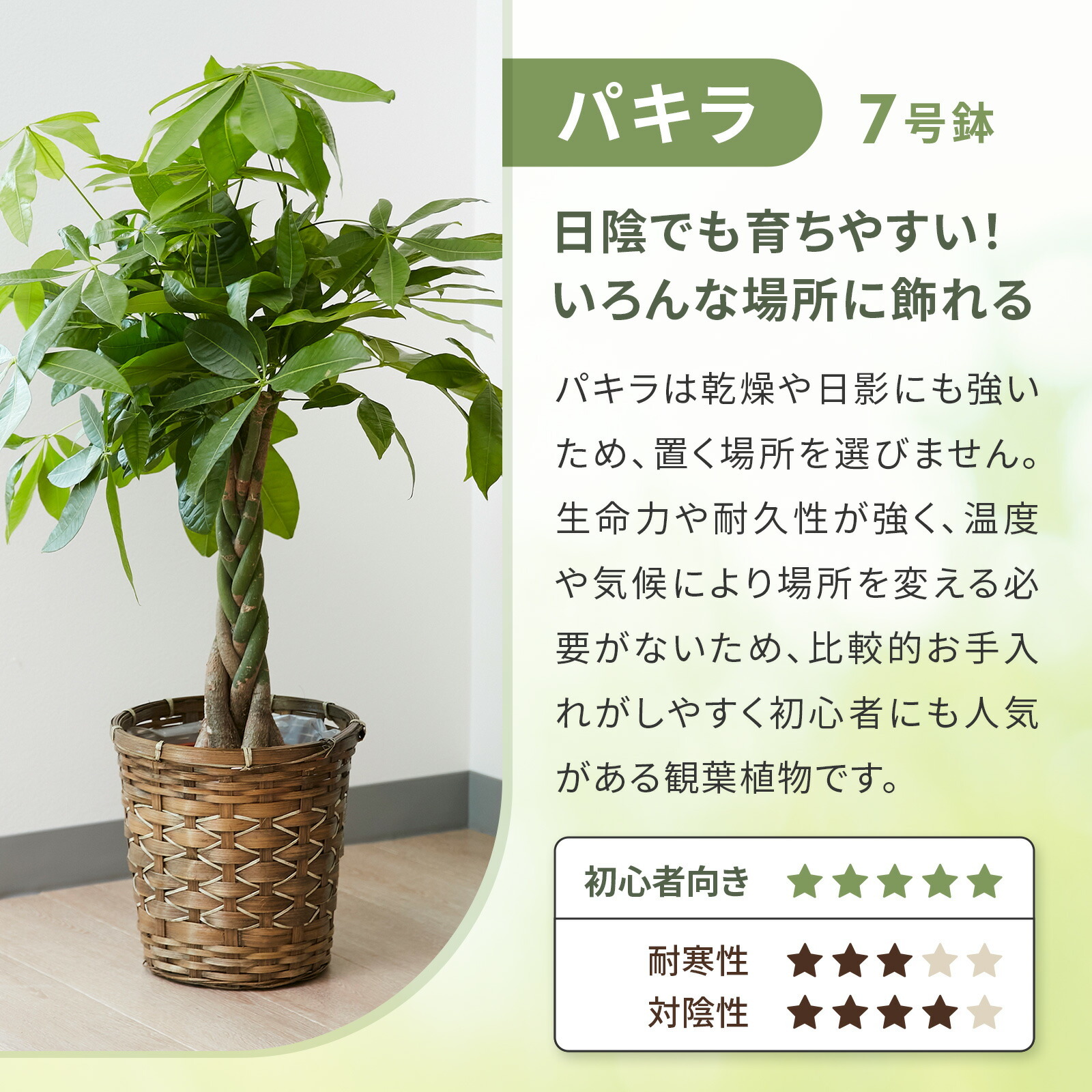 パキラ7号 編み込みバスケット