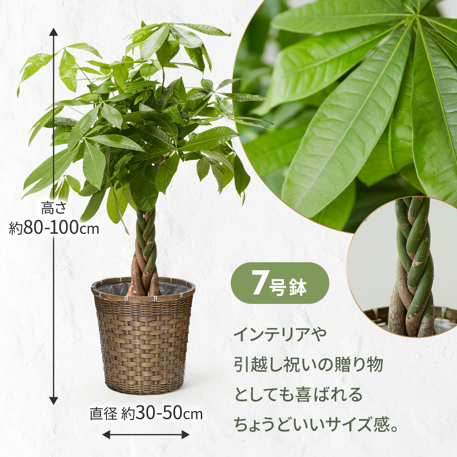 パキラ7号 編み込みバスケット
