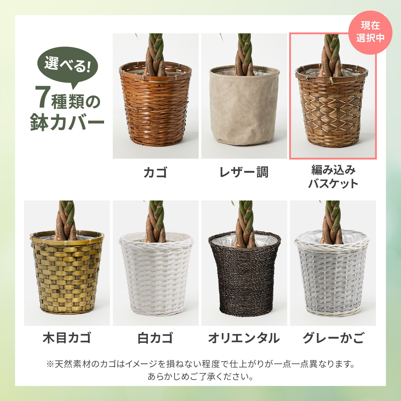 パキラ7号 編み込みバスケット