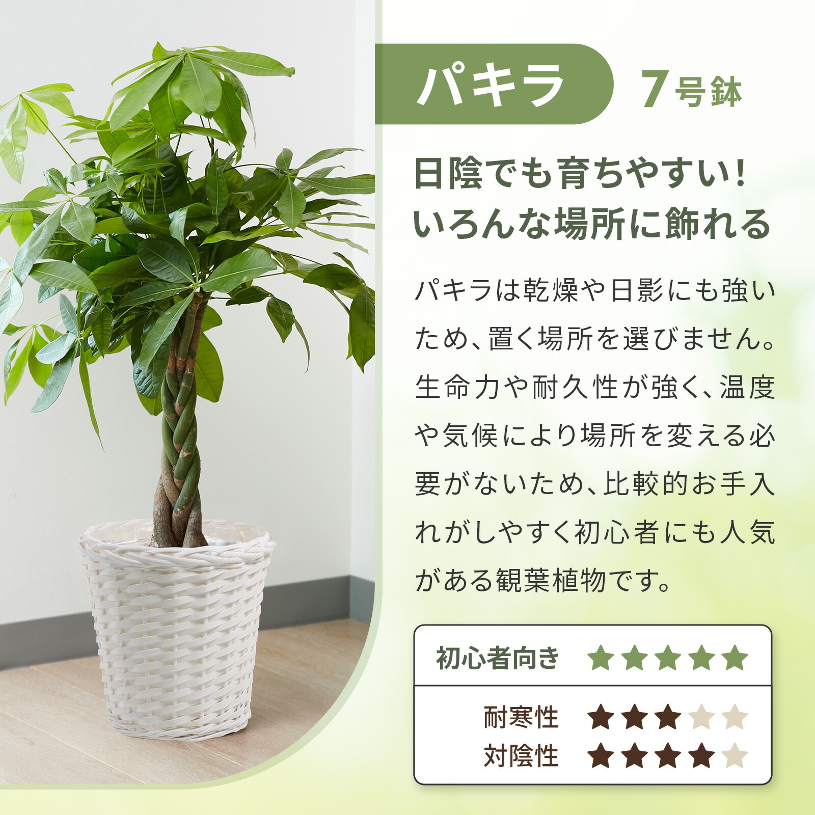 パキラ7号　白カゴ