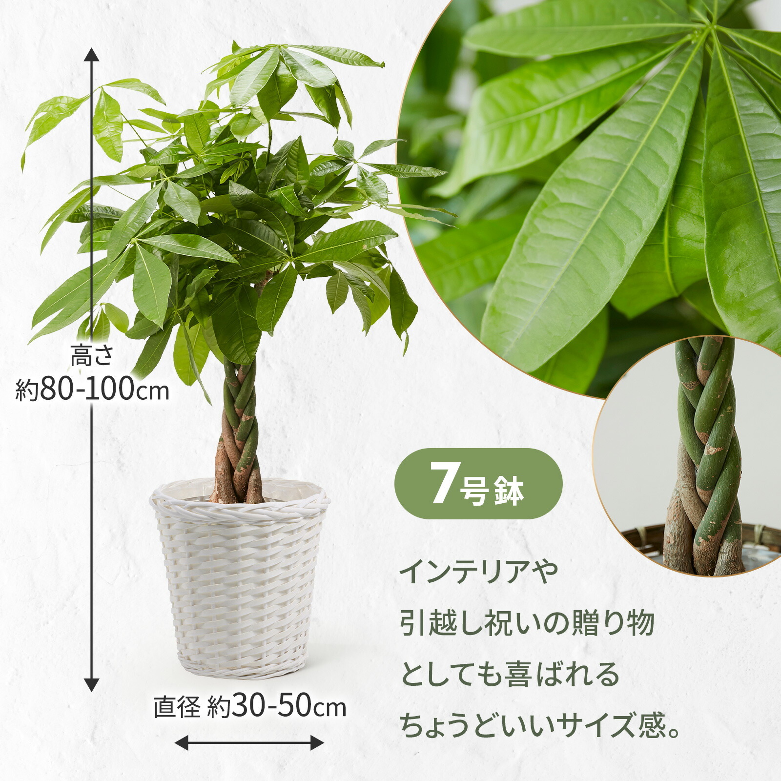パキラ7号　白カゴ