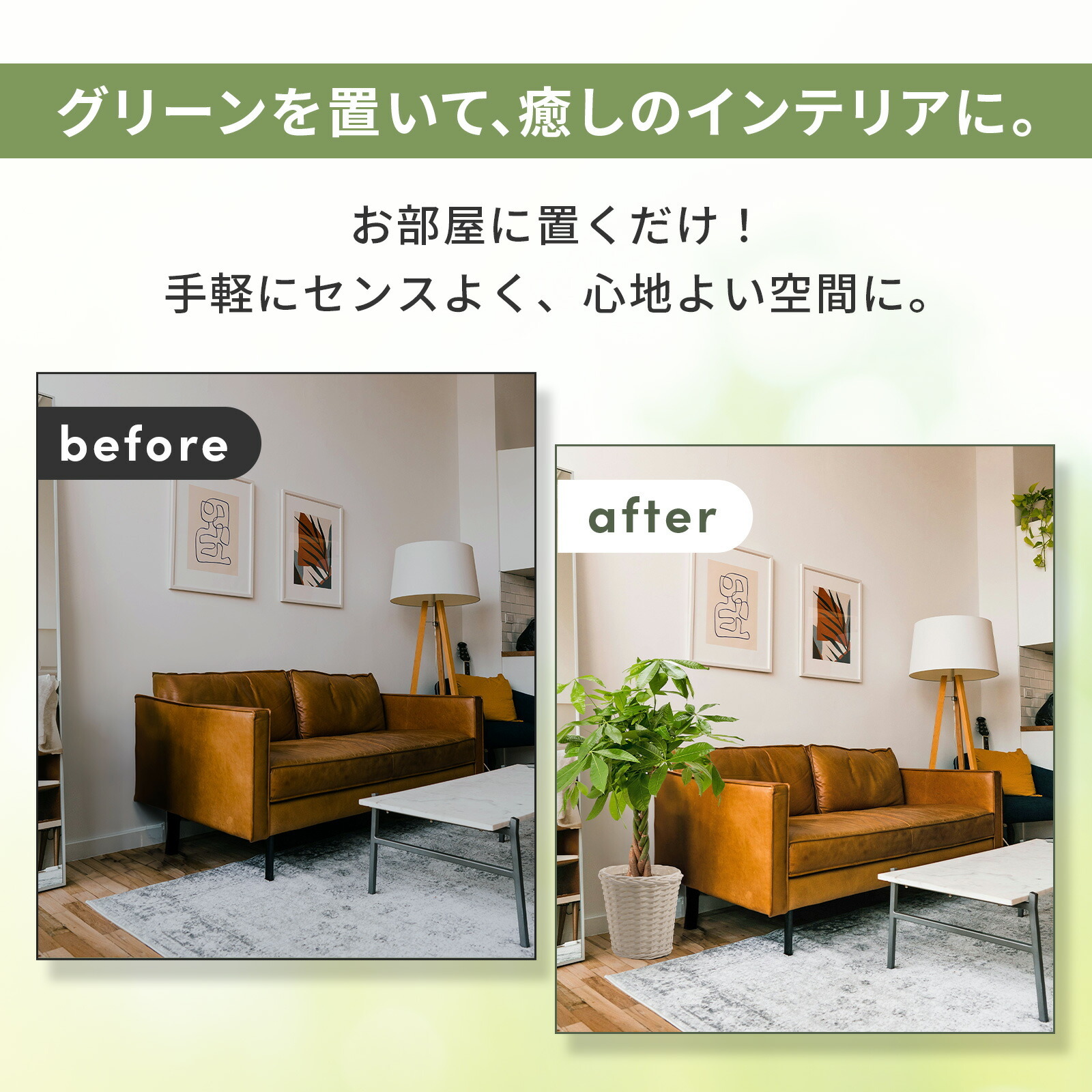 パキラ7号　白カゴ