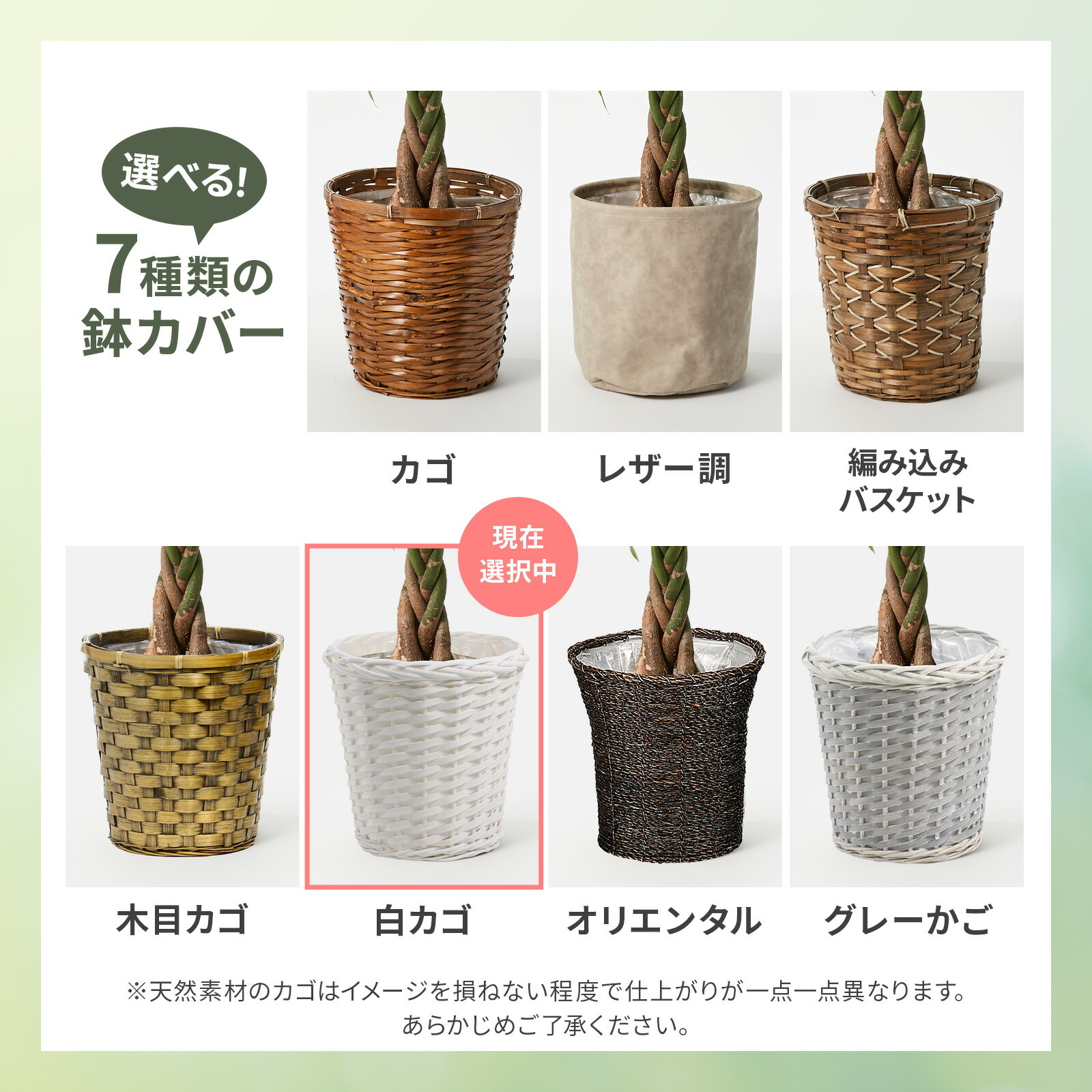 パキラ7号　白カゴ